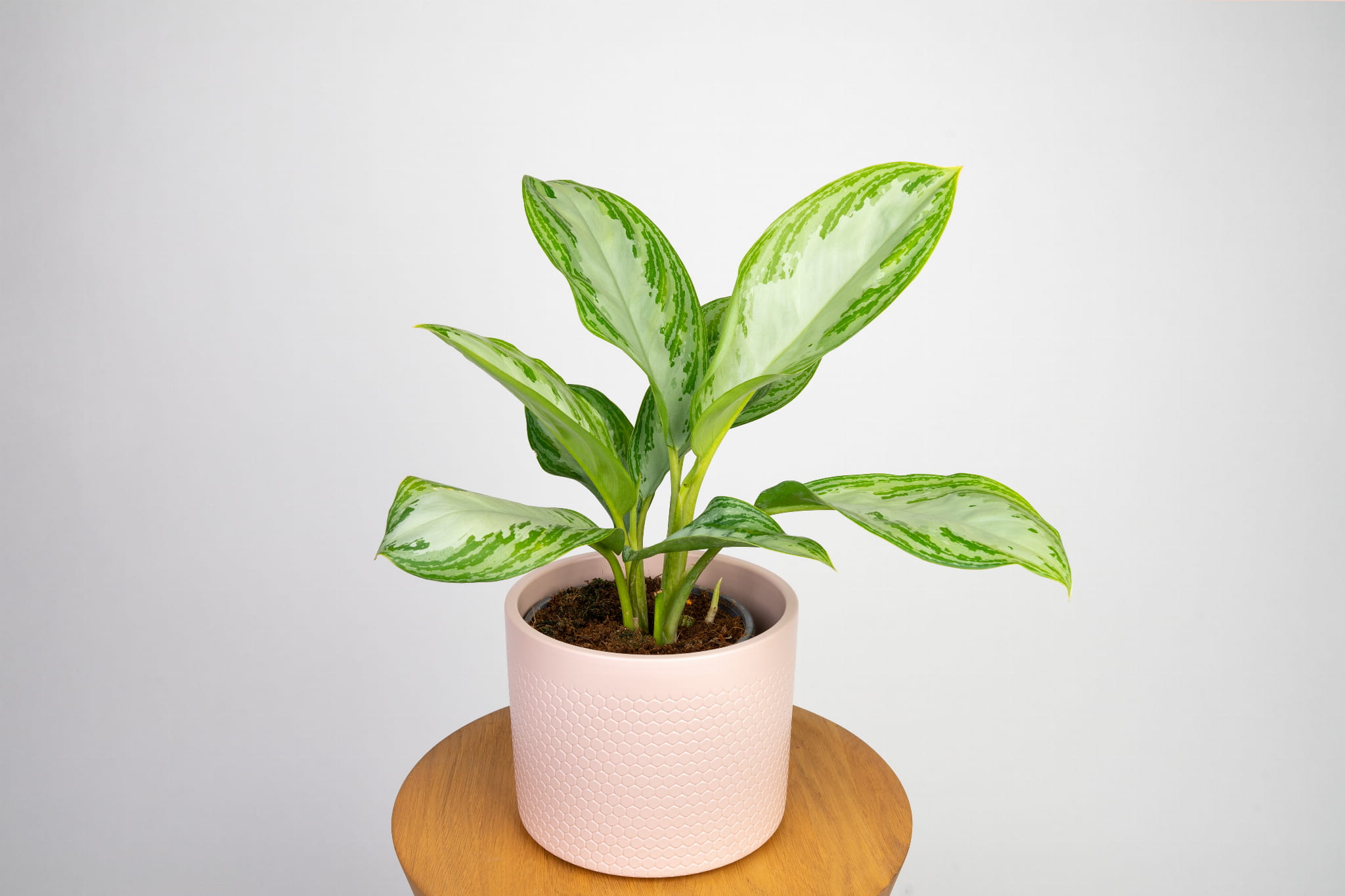 Aglaonema 'Silver Bay'