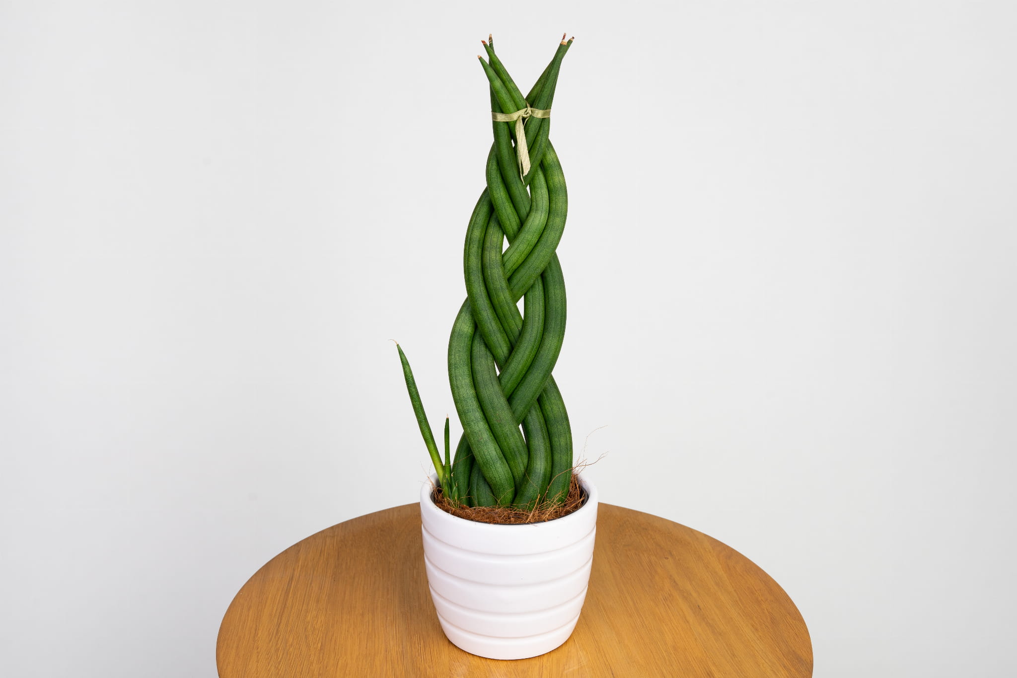 Sansevieria cylindrica (Braided warkocz)