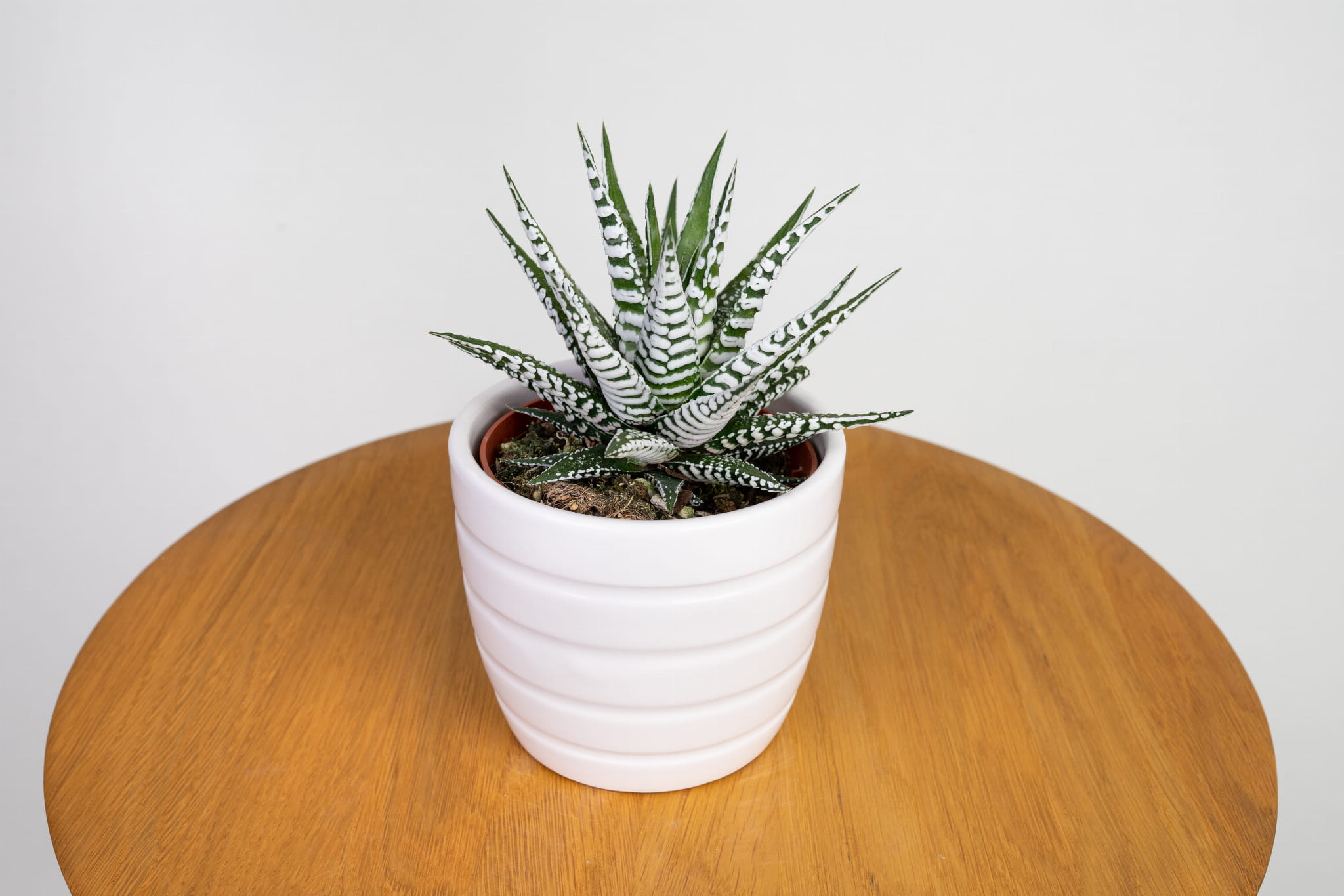 Haworsja wąskolistna (Haworthia fasciata)
