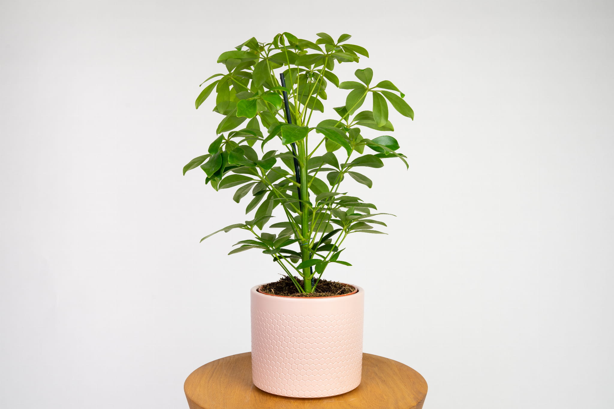 Szeflera drzewkowata 'Schefflera'