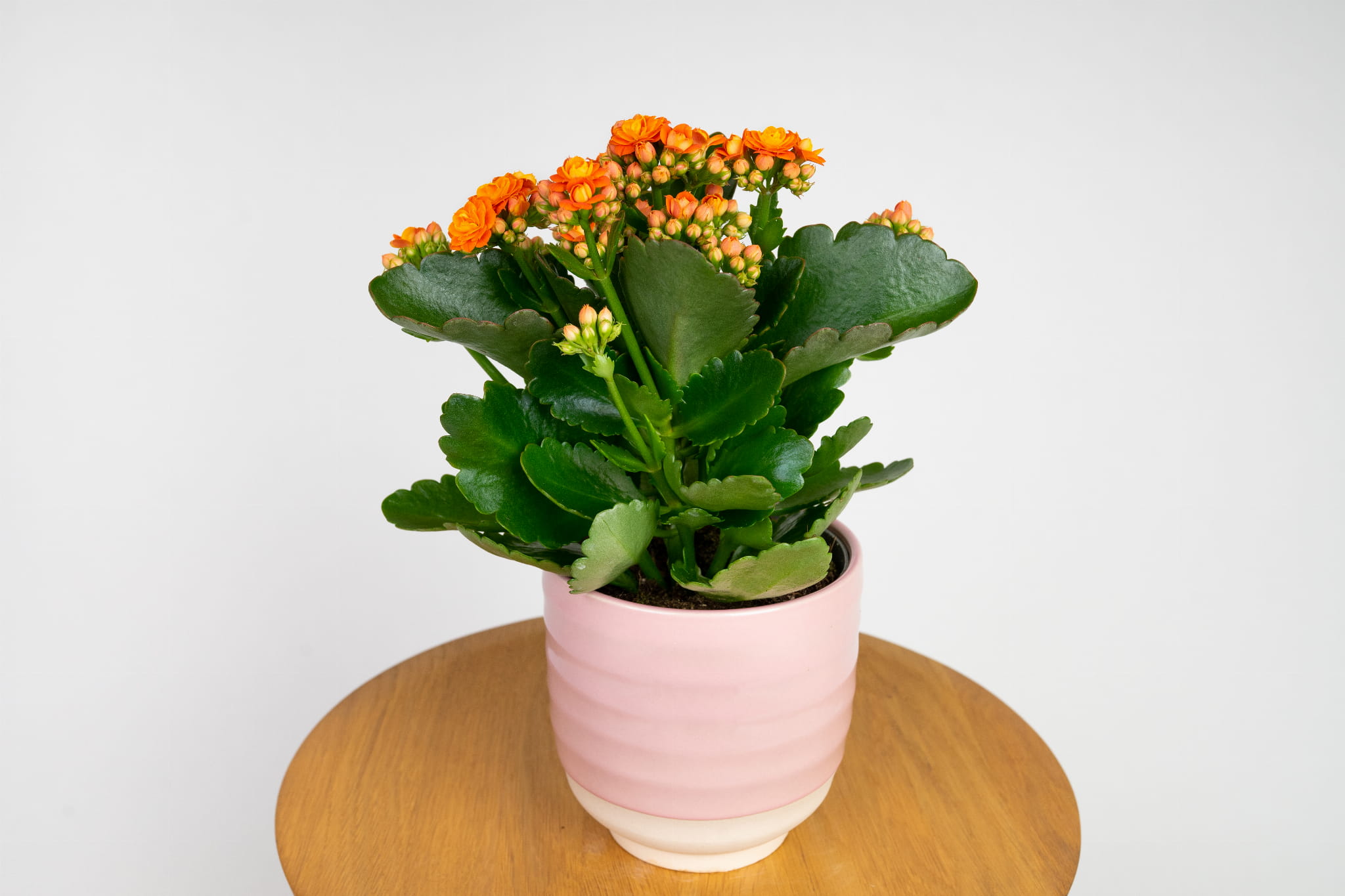 Kalanchoe Blossfelda – pomarańczowa