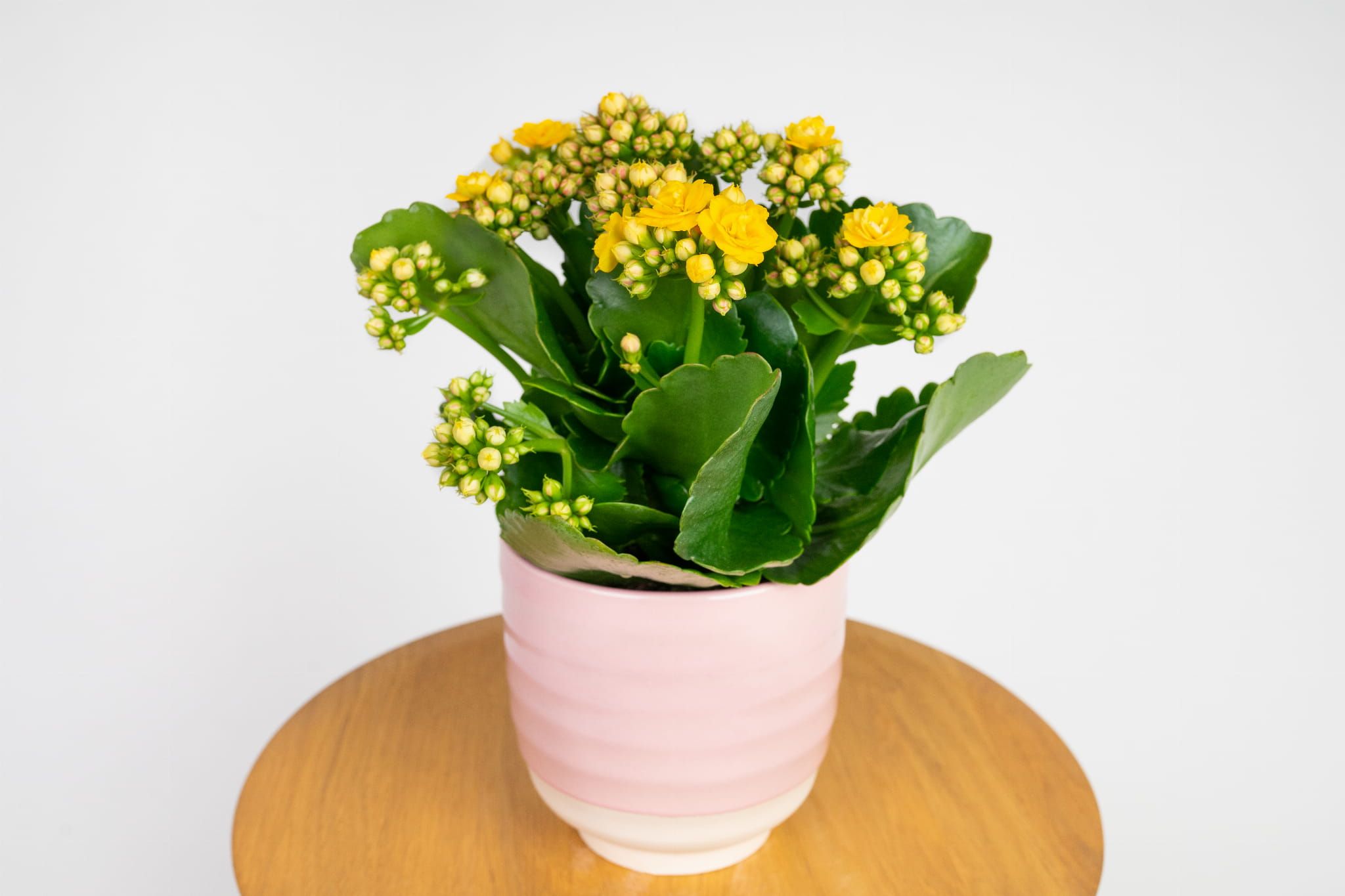 Kalanchoe Blossfelda – żółta
