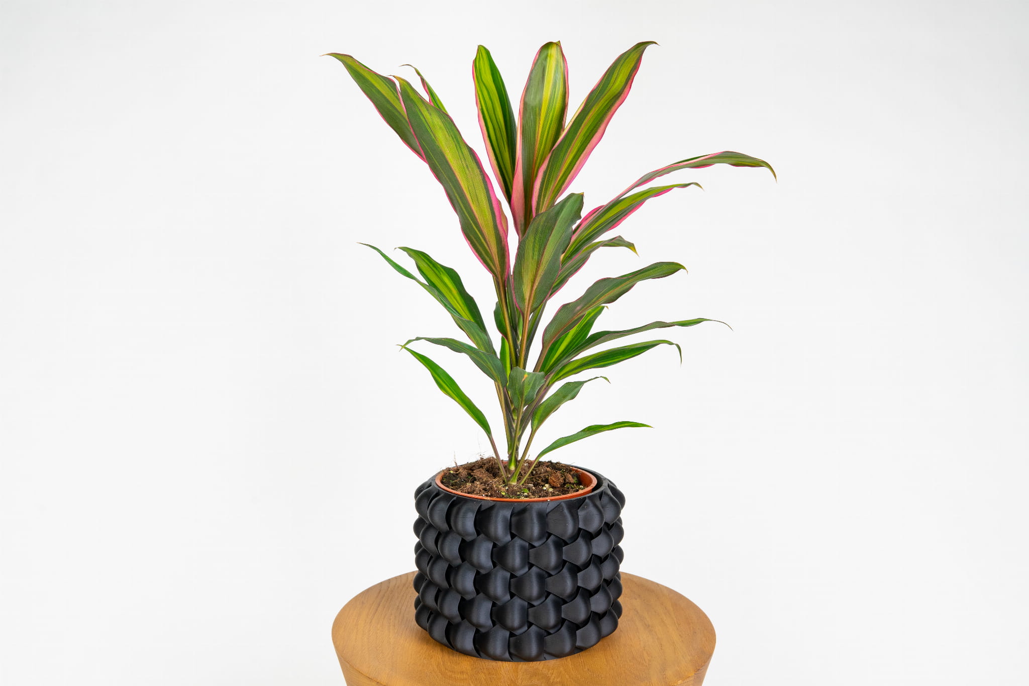 Kordylina Kiwi (Cordyline fruticosa 'Kiwi')