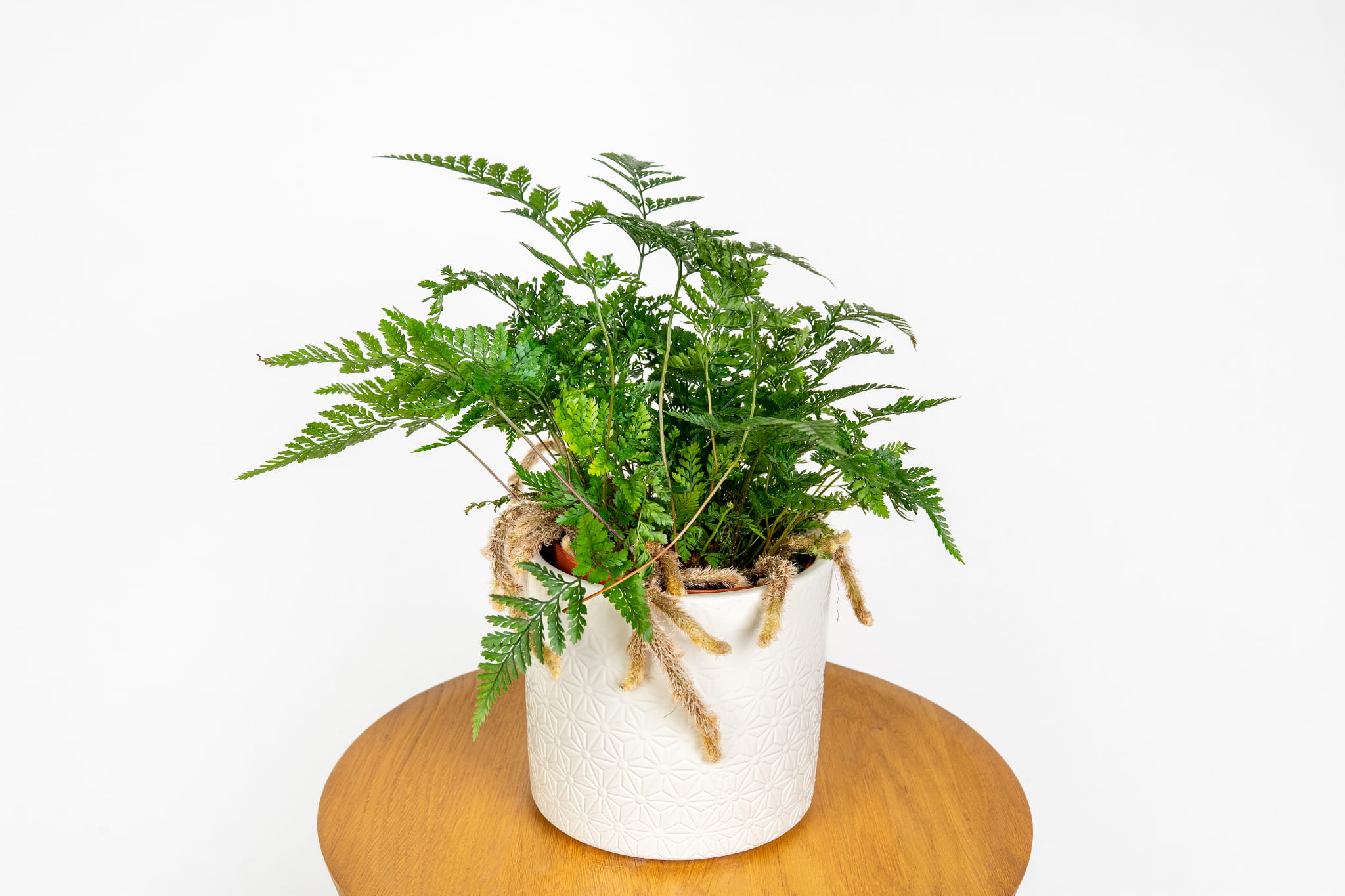 Paproć 'humata tyermanii' (noga pająka)