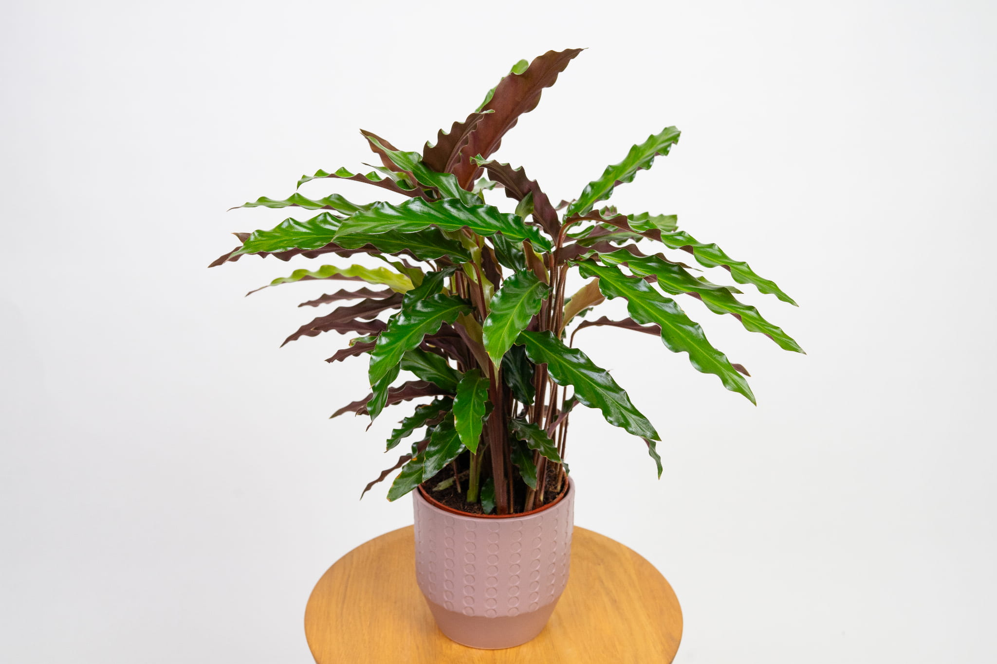 Kalatea falistolistna (Calathea rufibarba)