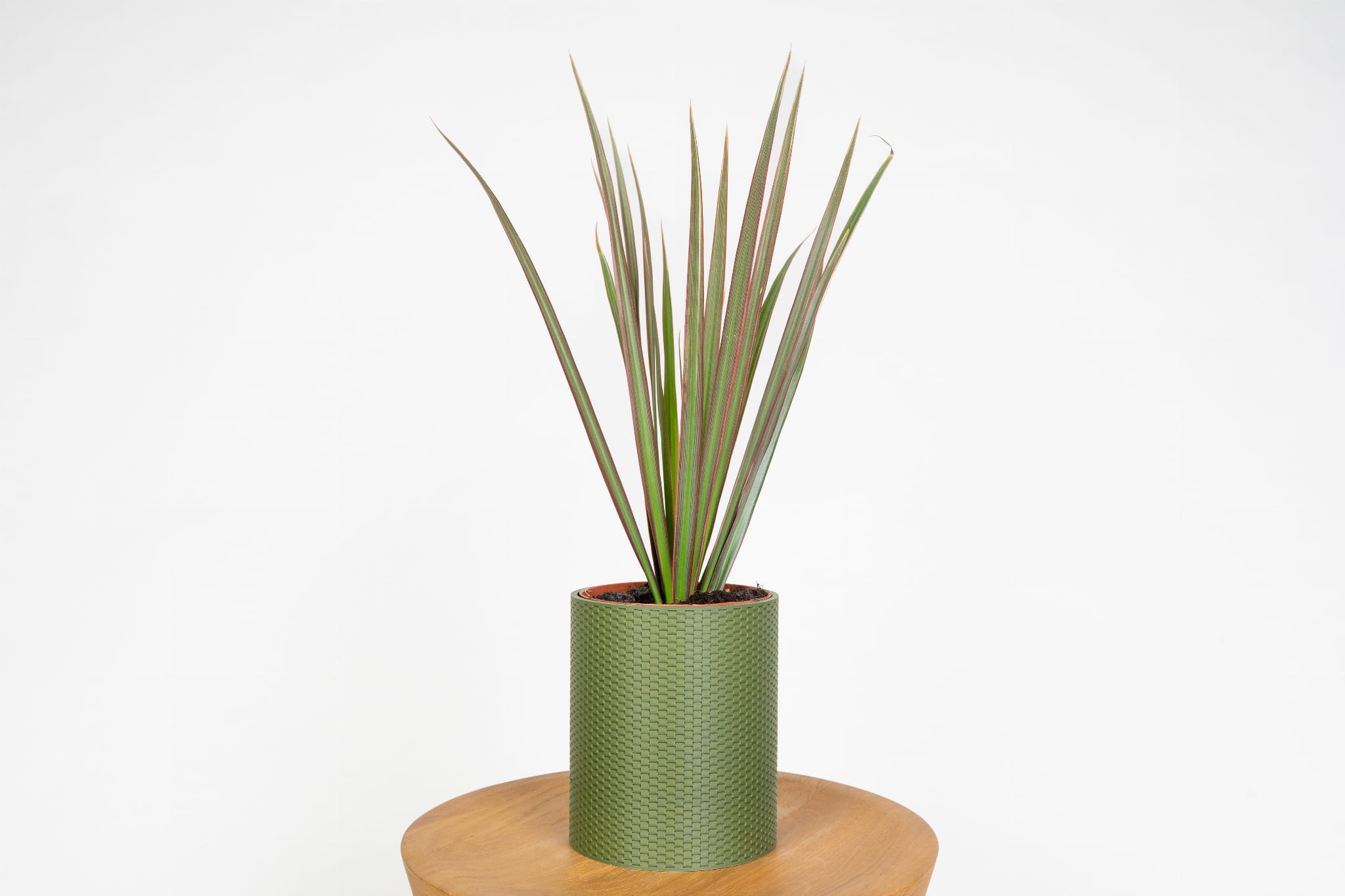 Dracaena marginata  dracena obrzeona do domu i biura, odporna rolina  doniczkowa o egzotycznym wygldzie | Sklep z Rolinami - Zielona Flora