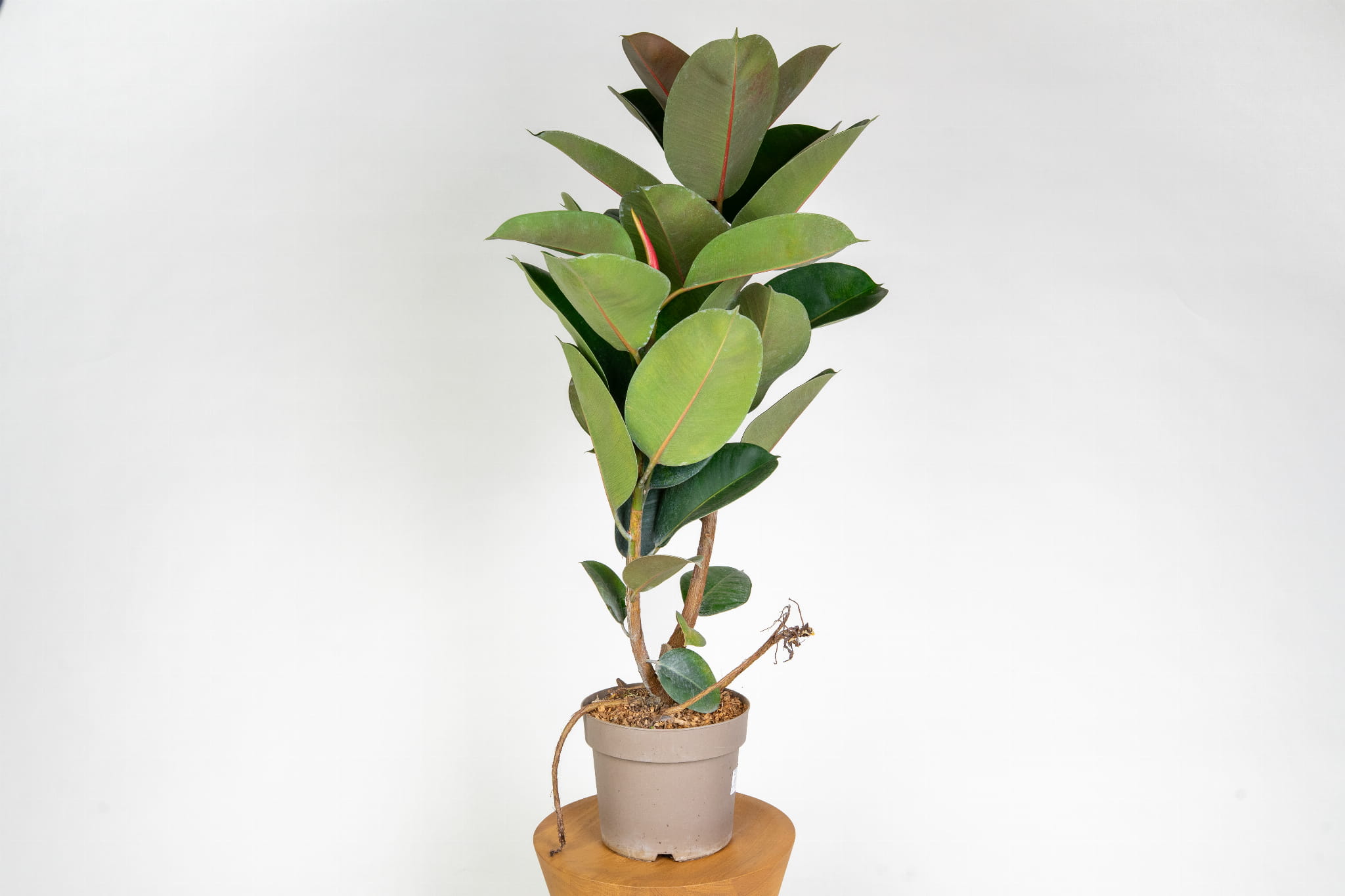 Ficus elastica 'Robusta' – figowiec sprężysty do domu i biura, roślina doniczkowa oczyszczająca powietrze