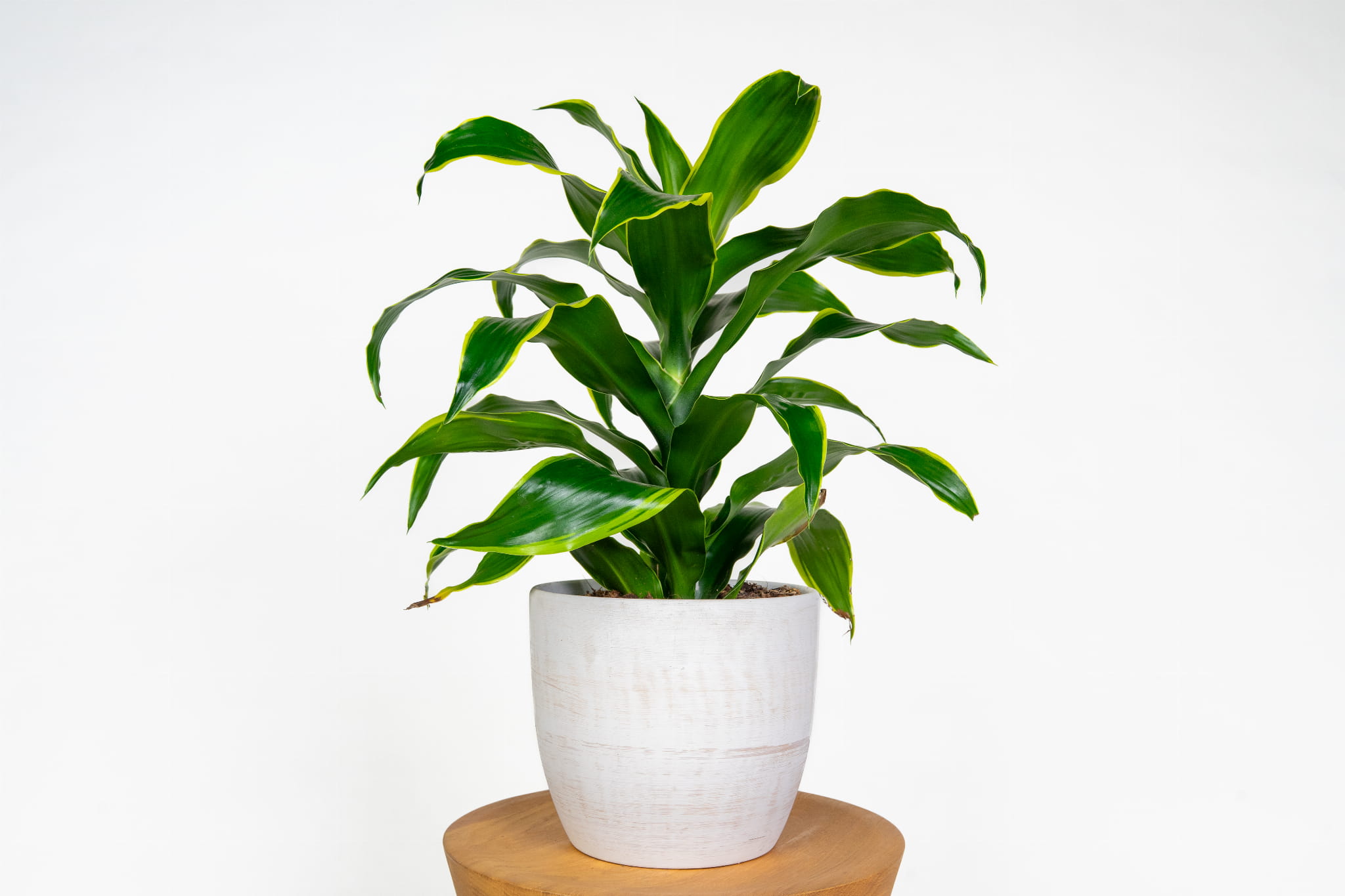 Dracena fragrans 'Dorado'  rolina doniczkowa o zocistych liciach, atwa  w uprawie, idealna do domu i biura | Sklep z Rolinami - Zielona Flora