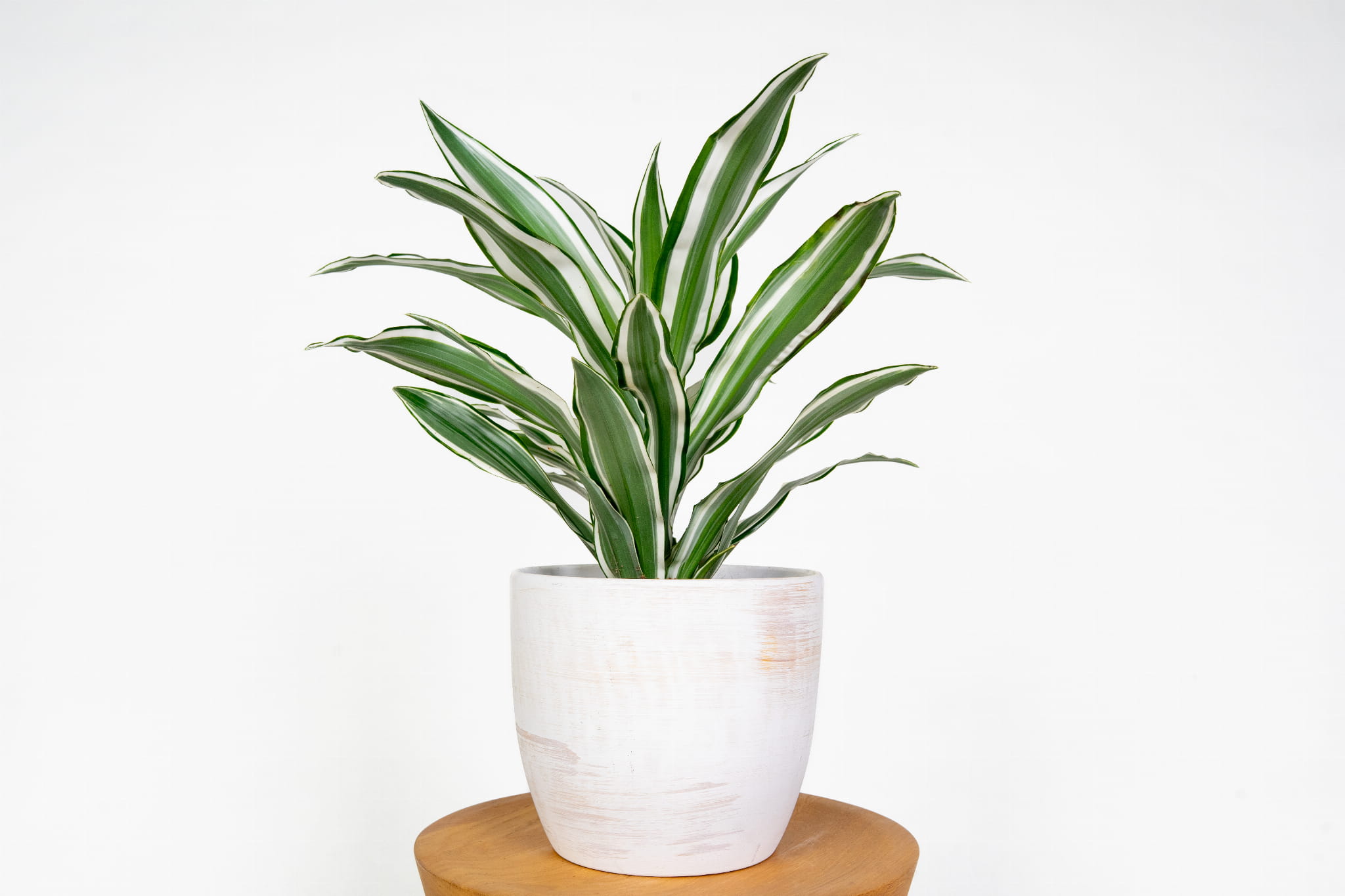 Dracena 'Green White' Werneckei– roślina doniczkowa o biało-zielonych liściach, łatwa w uprawie, idealna do domu i biura