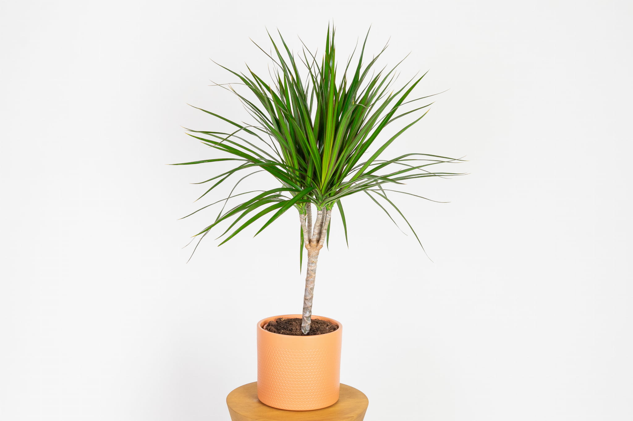 Dracena marginata (Dracena obrzeona) | Sklep z Rolinami - Zielona Flora