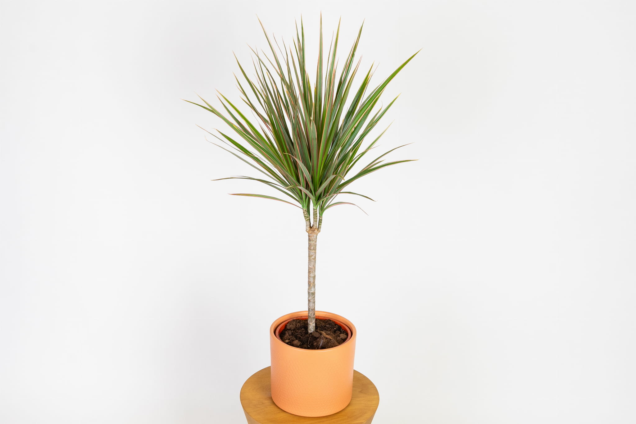 Dracaena marginata 'Bicolor' (Dracena obrzeona) | Sklep z Rolinami -  Zielona Flora