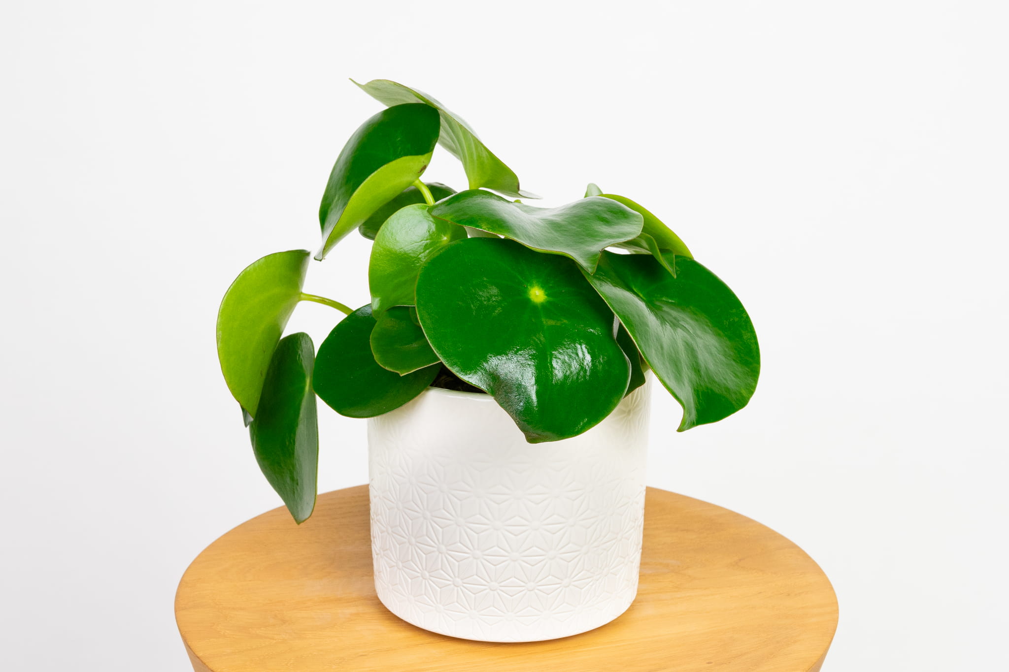 Peperomia polybotrya 'Raindrop' (pieniążek)