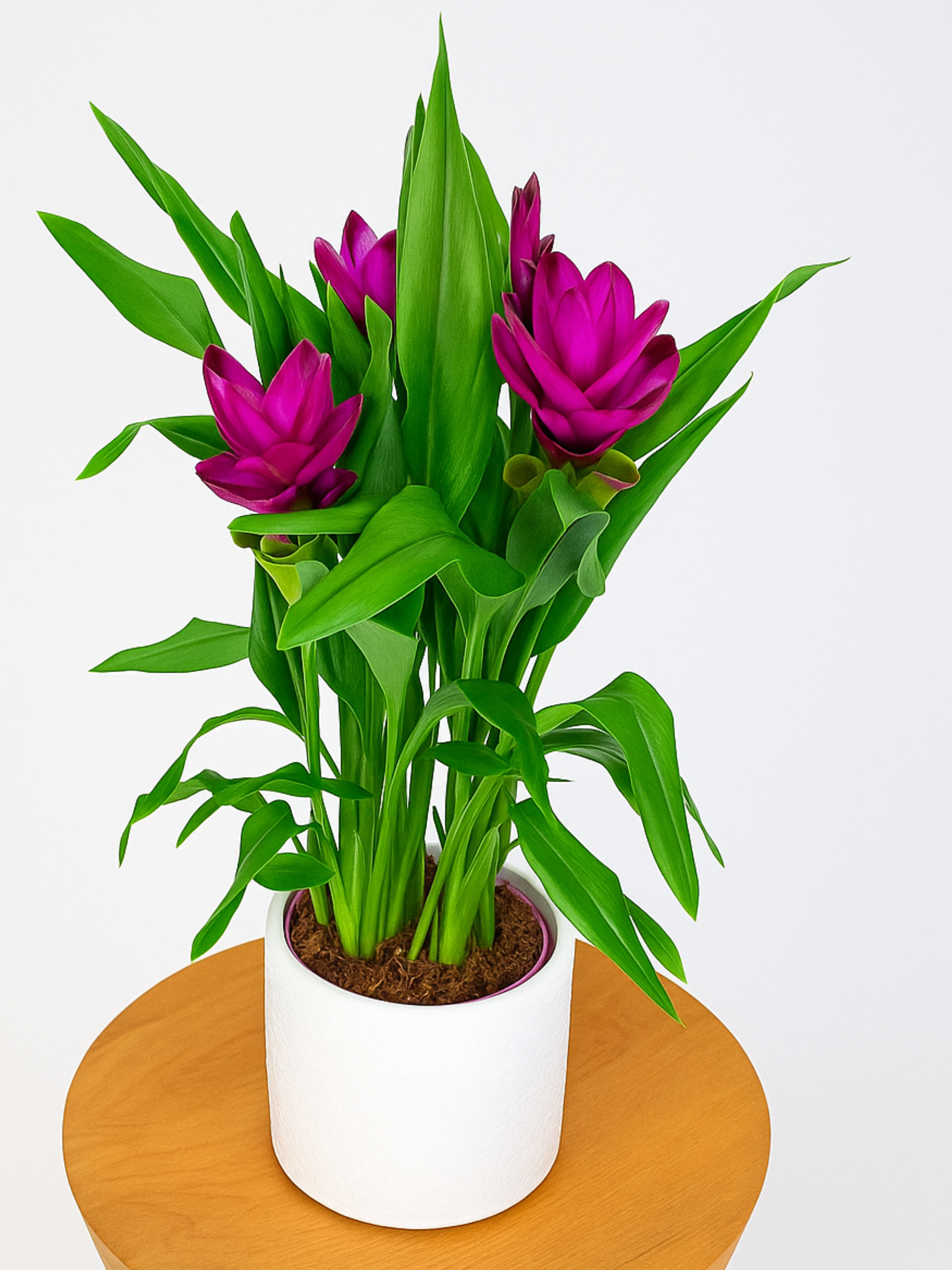 Curcuma 'Siam Splash' (Kurkuma wąskolistna)
