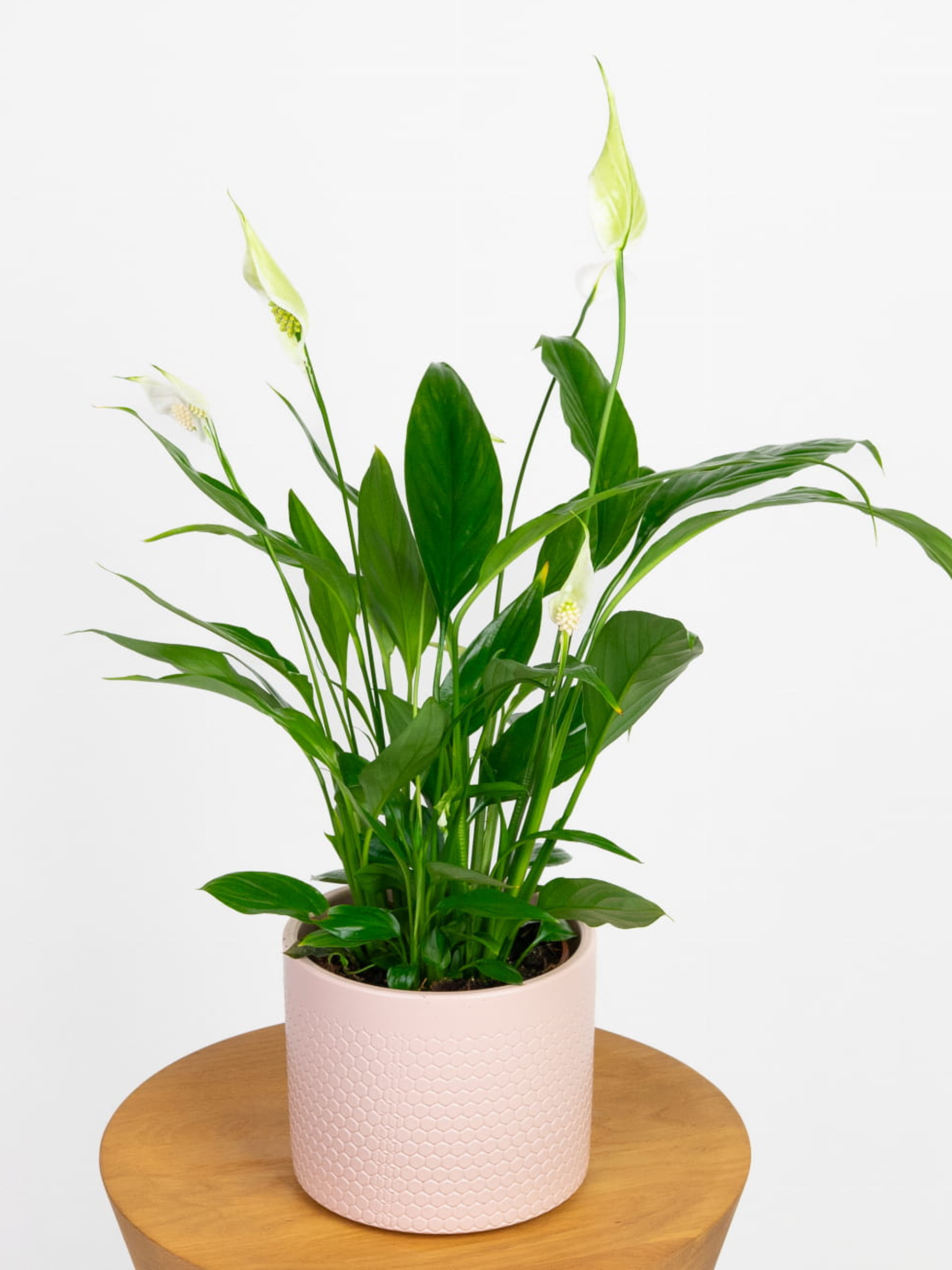 Skrzydłokwiat 'Spathiphyllum'