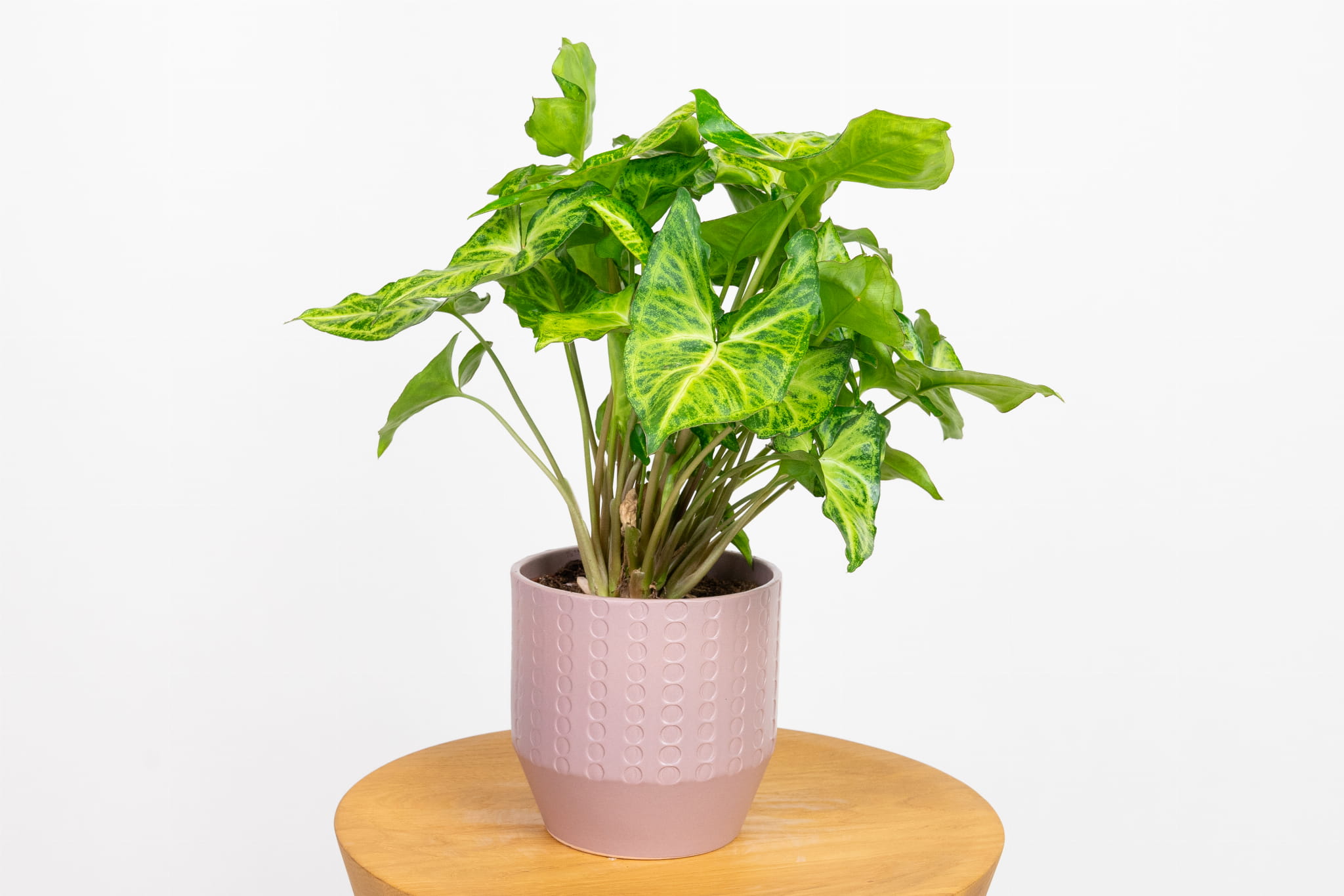 Zroślicha 'Green Robusta' (Syngonium podophyllum)