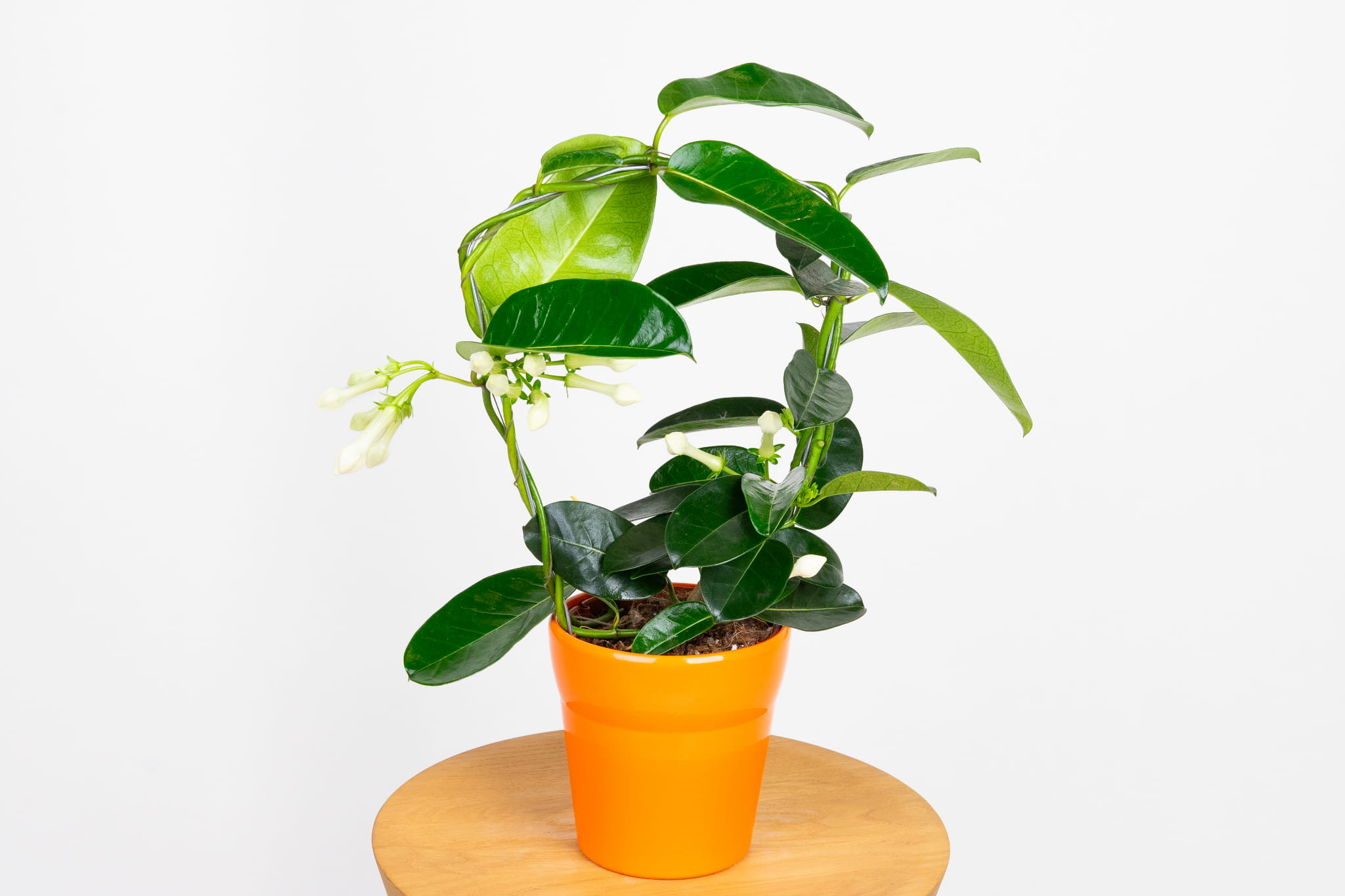 Stefanotis Bukietowy (Stephanotis Floribunda) | Sklep z Rolinami - Zielona  Flora
