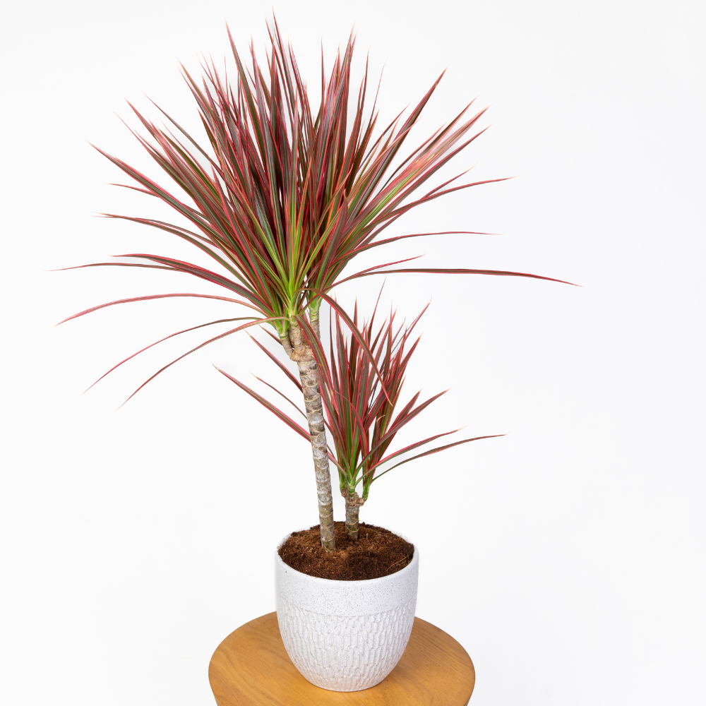 Dracena 'Colorama'