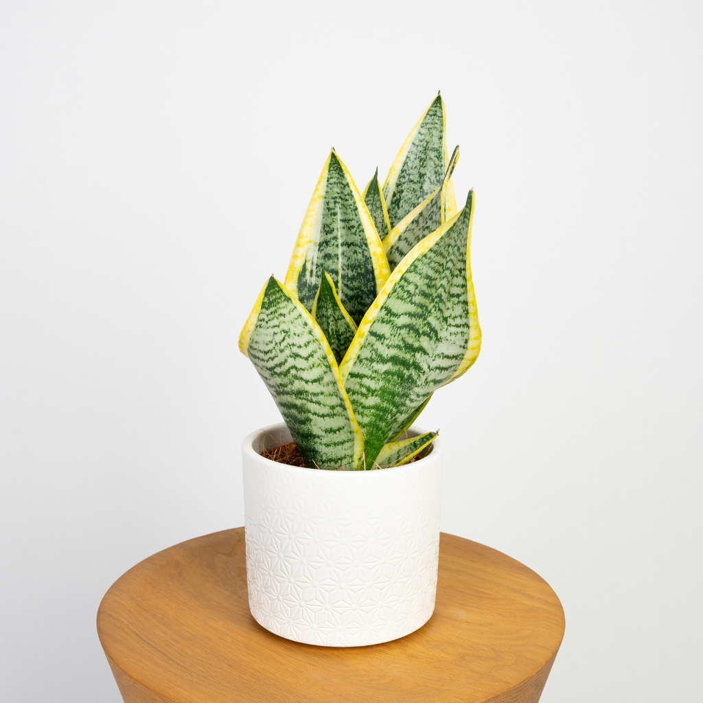 Sansewieria Futura Superba (Sansevieria trifasciata)