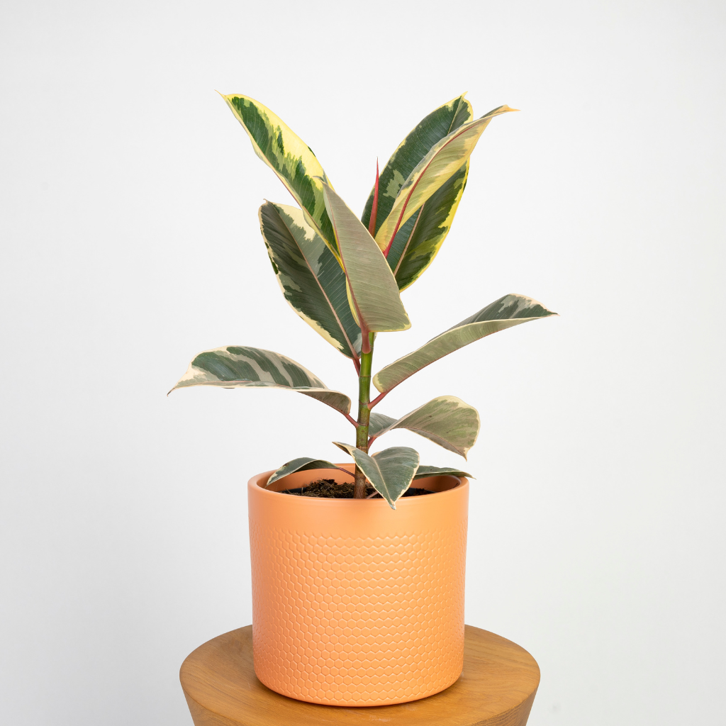 Fikus elastica 'Ficus Tineke' (Figowiec sprężysty)