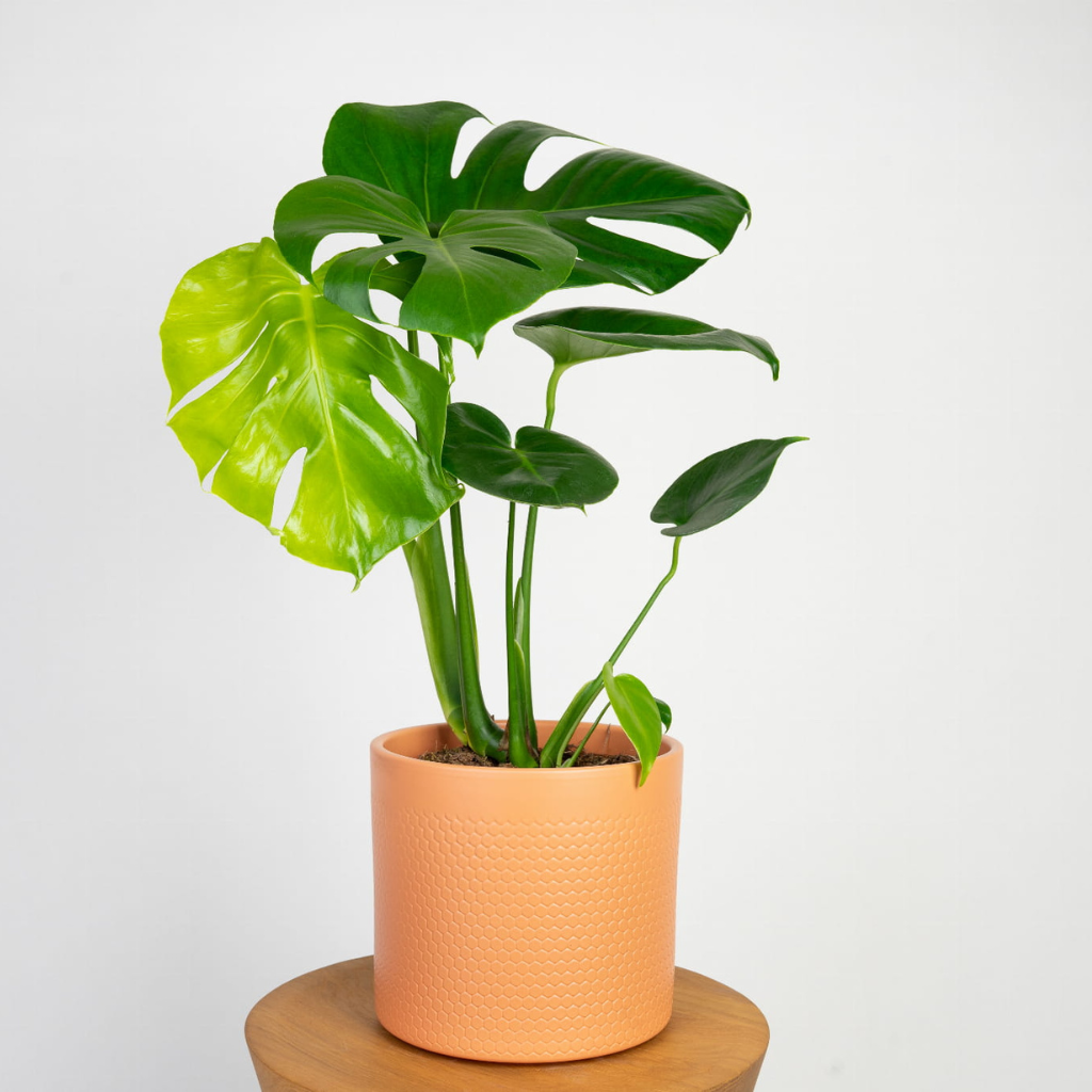 Monstera deliciosa (Monstera dziurawa) | Sklep z Rolinami - Zielona Flora