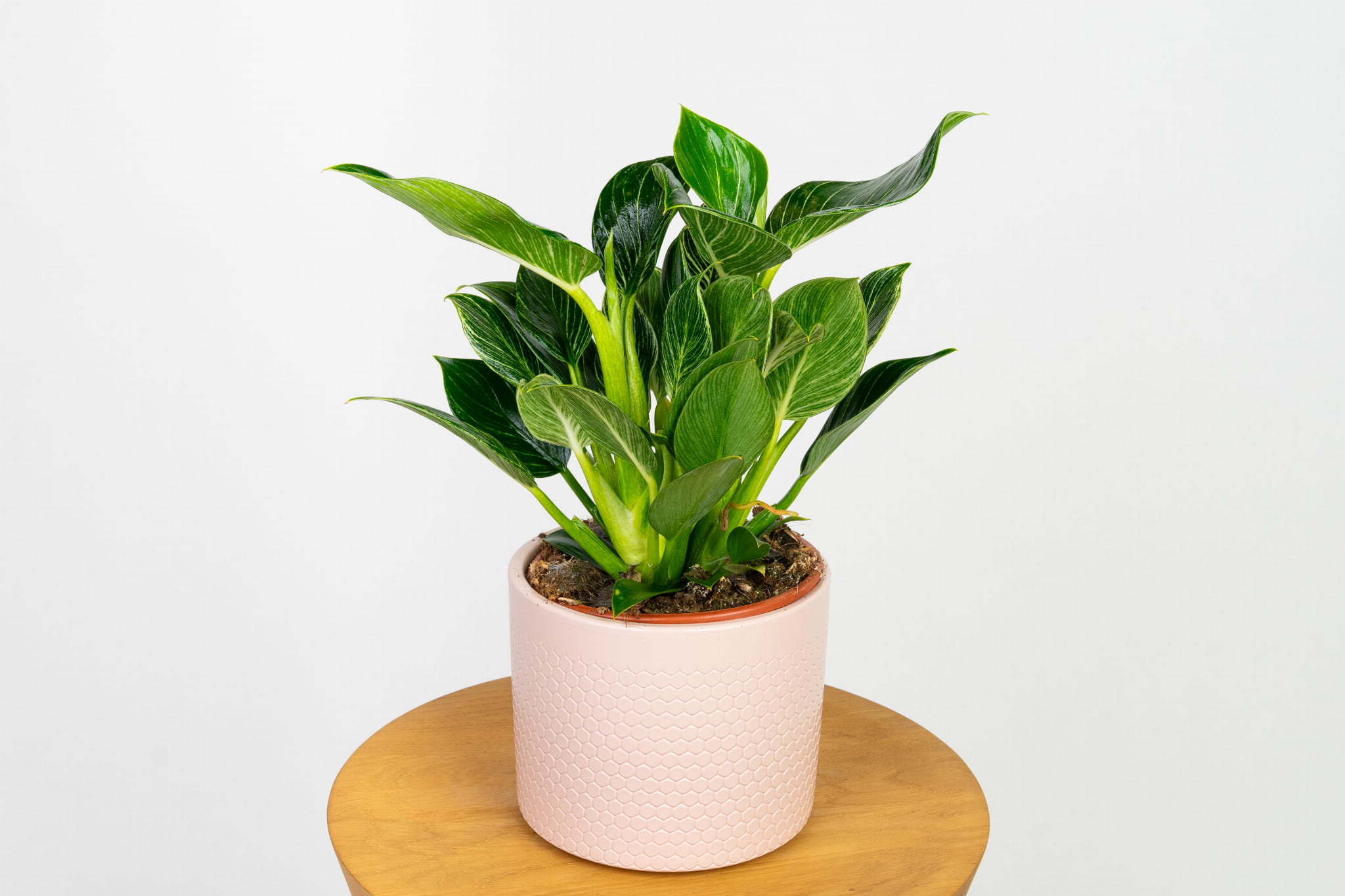Philodendron 'Birkin' (filodendron) | Sklep z Rolinami - Zielona Flora