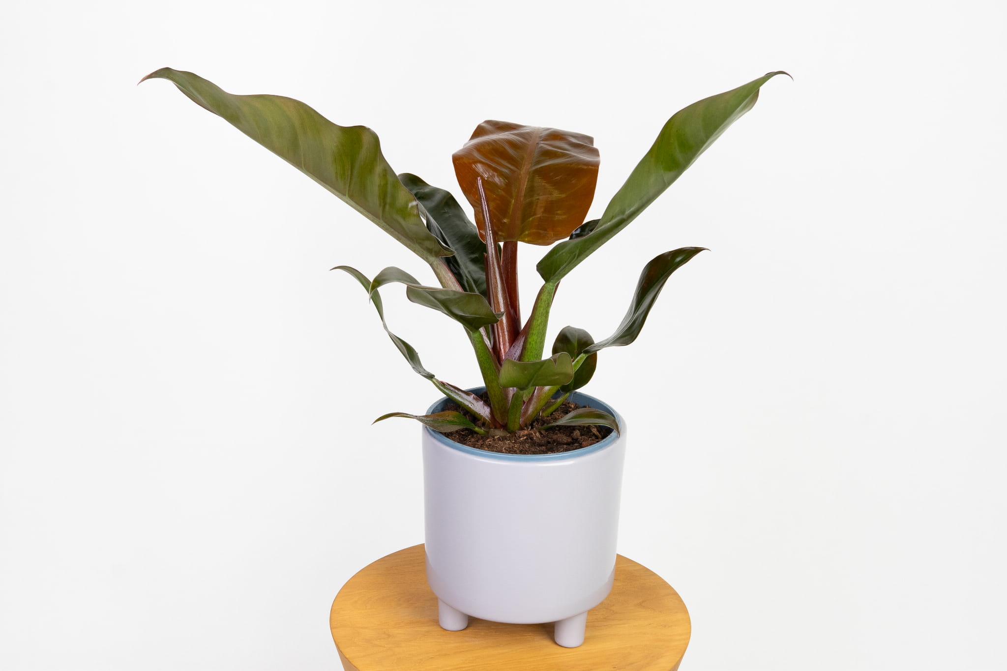 Philodendron 'Imperial Red' (filodendron czerwony)