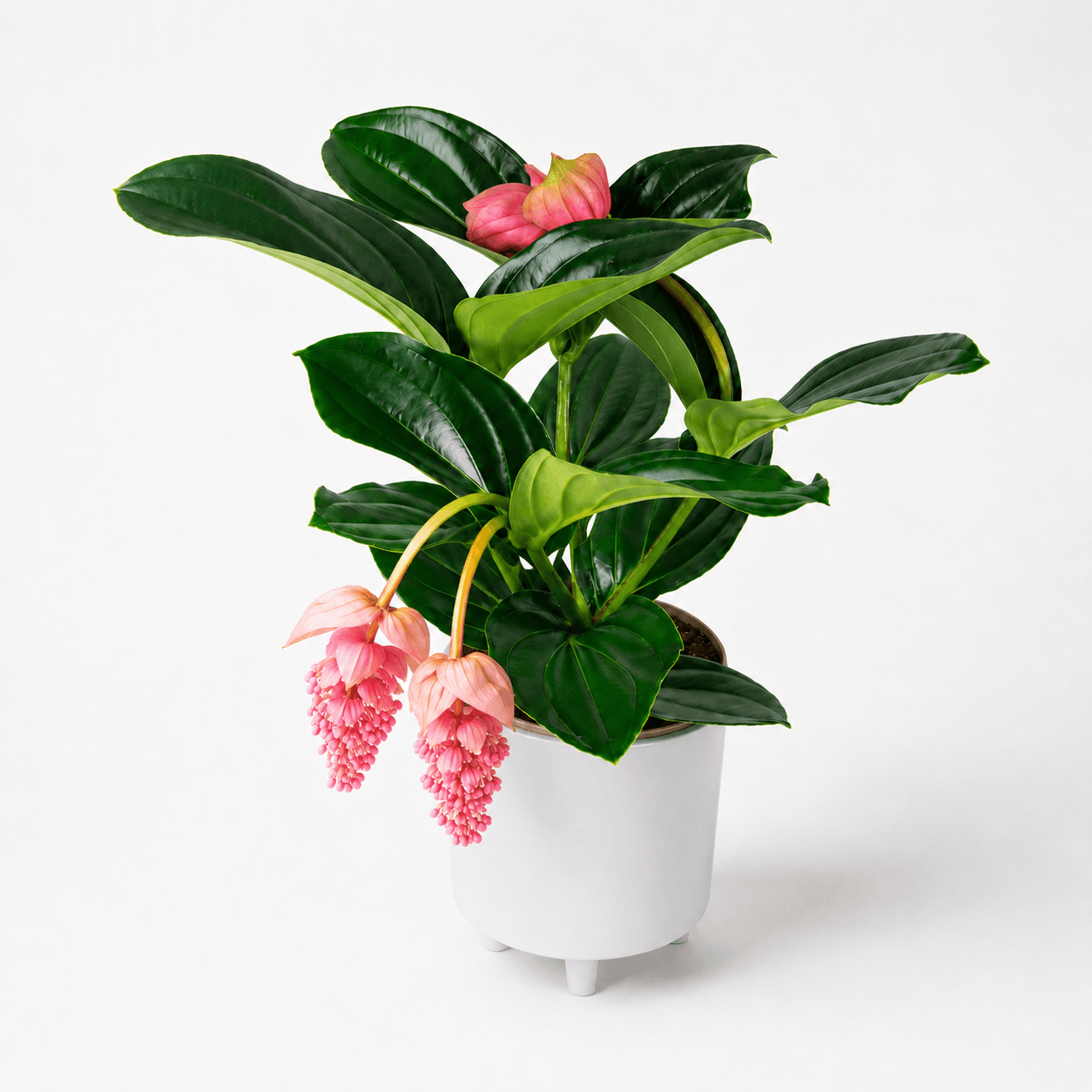 Medinilla wspaniała ( Medinilla magnifica )