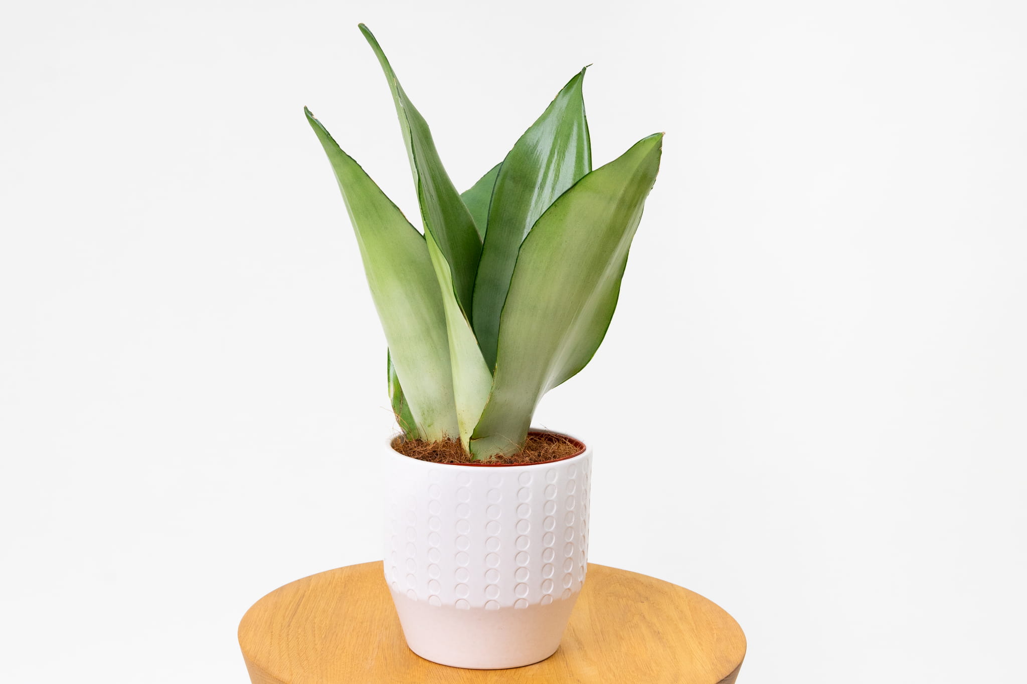 Sansewieria 'Moonshine' (Sansevieria trifasciata)