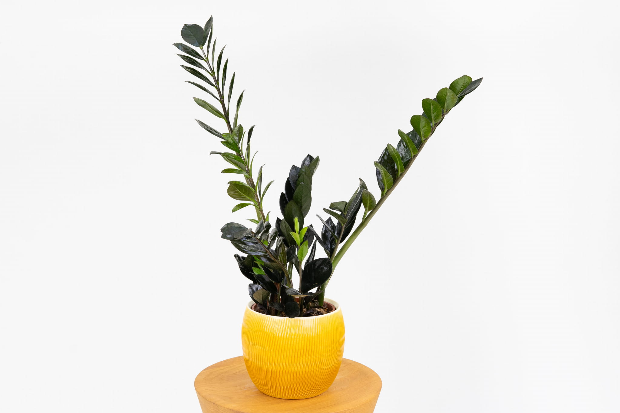 ZAMIOCULCAS ZAMIIIFOLIA 'RAVEN' (ZAMIOKULKAS ZAMIOLISTNY 'RAVEN')