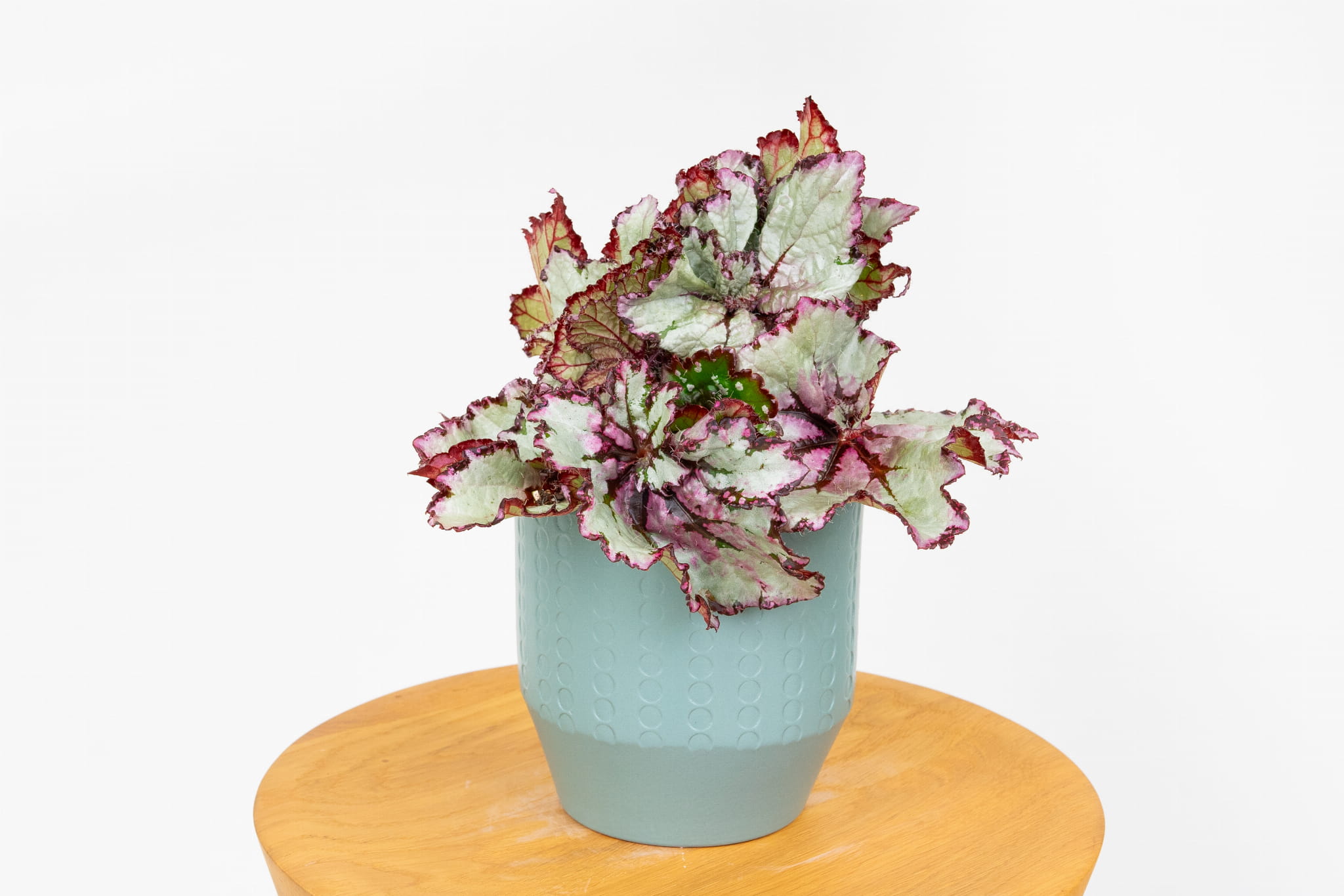 Begonia rex (Begonia królewska) - SILVER