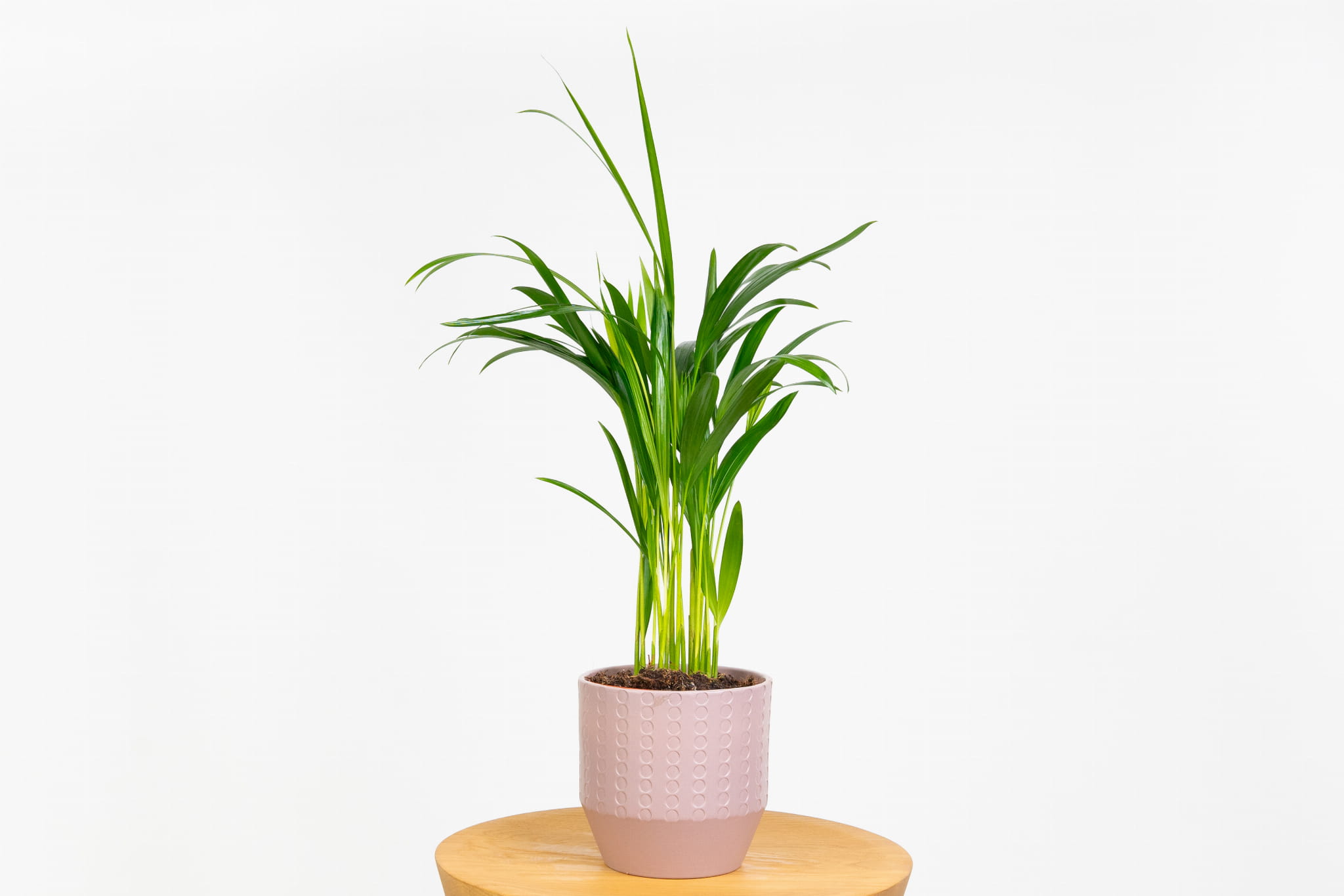 Palma areka 'Chrysolidocarpus' (dypsis lutescens)