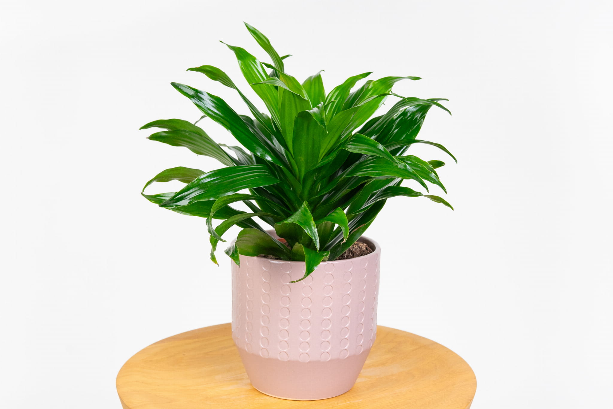 plant dracaena 6-8 FT Dracaena Marginata Stump main image 0