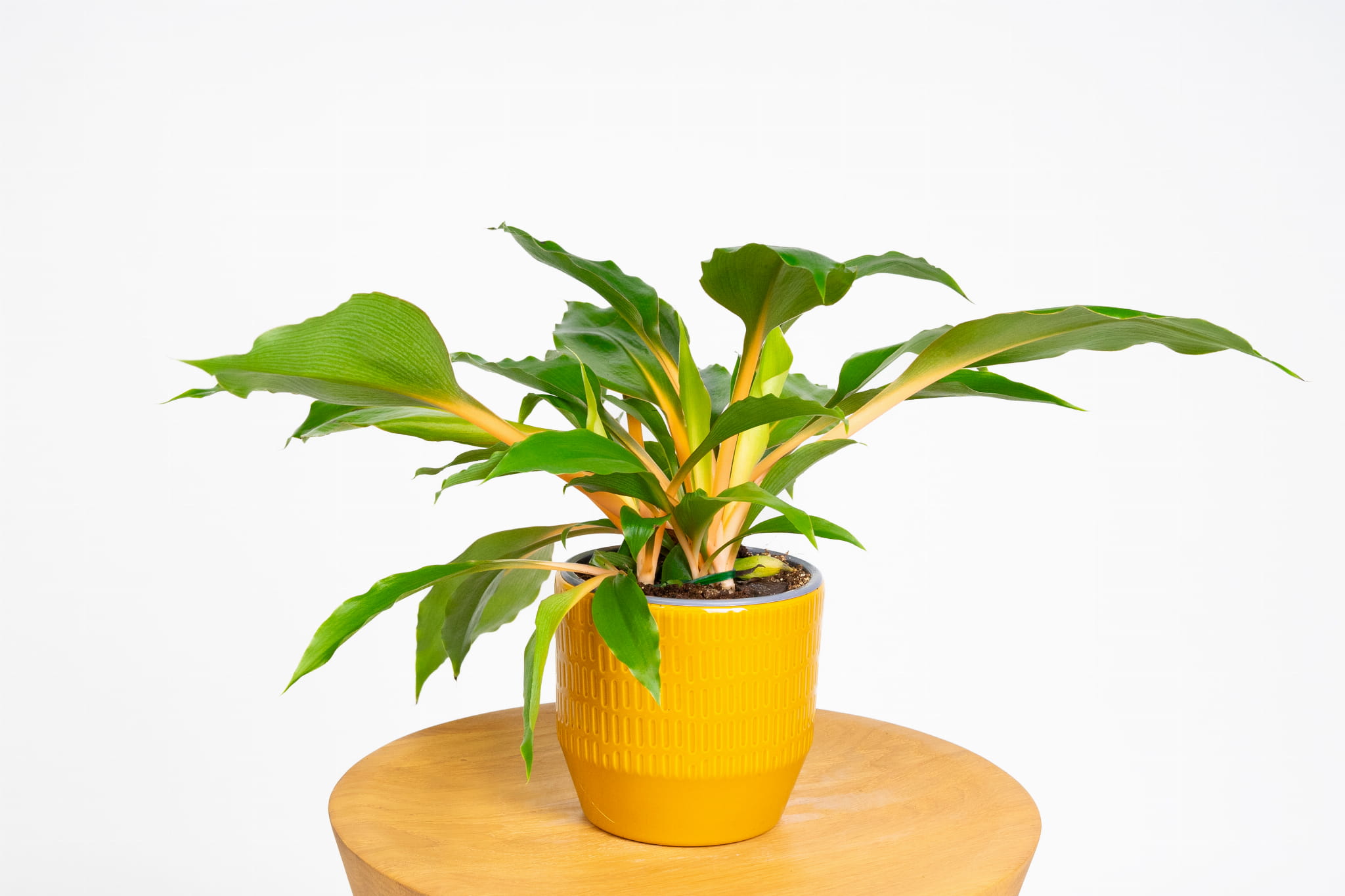 Zielistka Chlorophytum orchidastrum 'Green Orange'