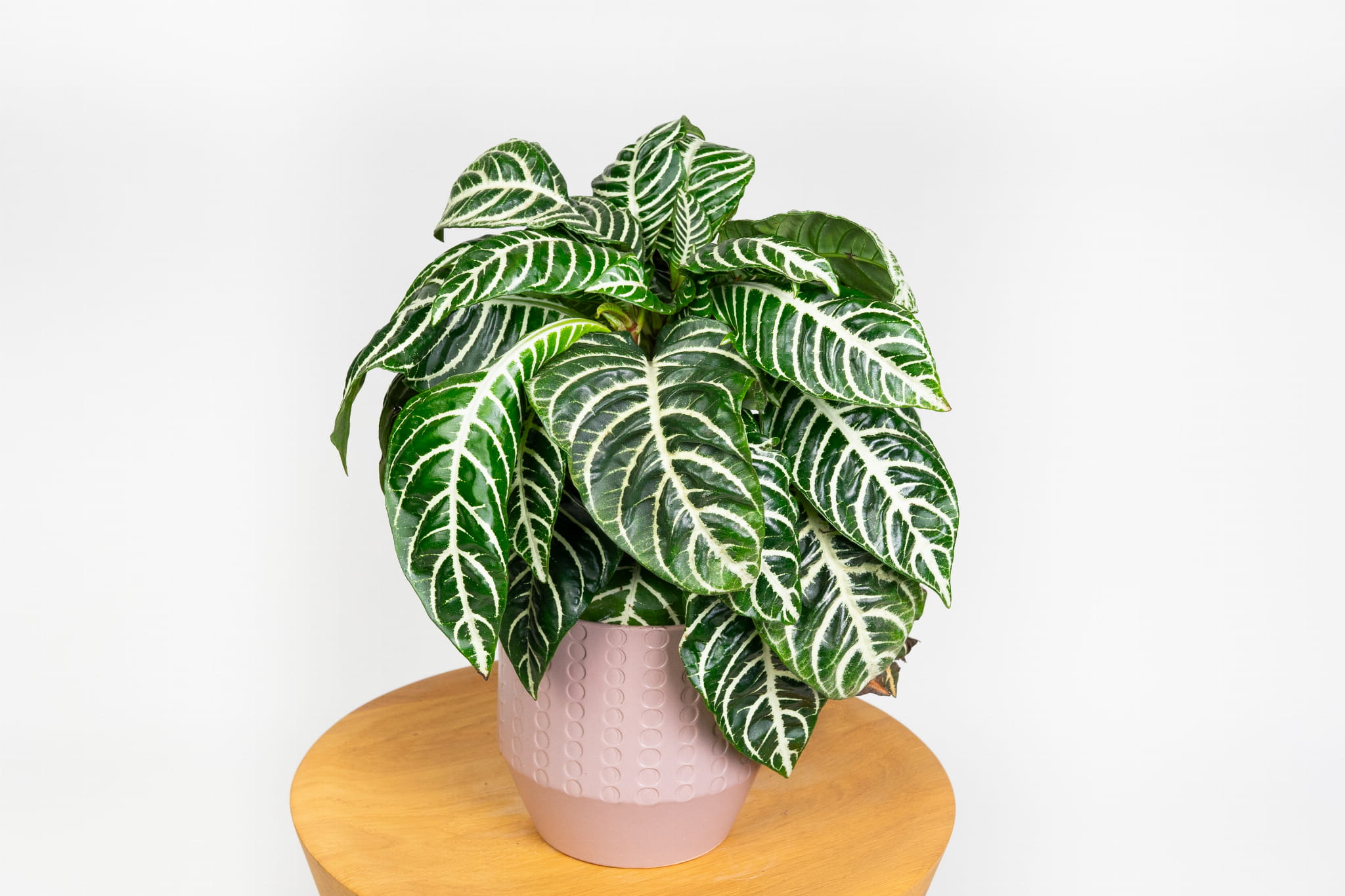 Aphelandra squarrosa 'Dania' Afelandra