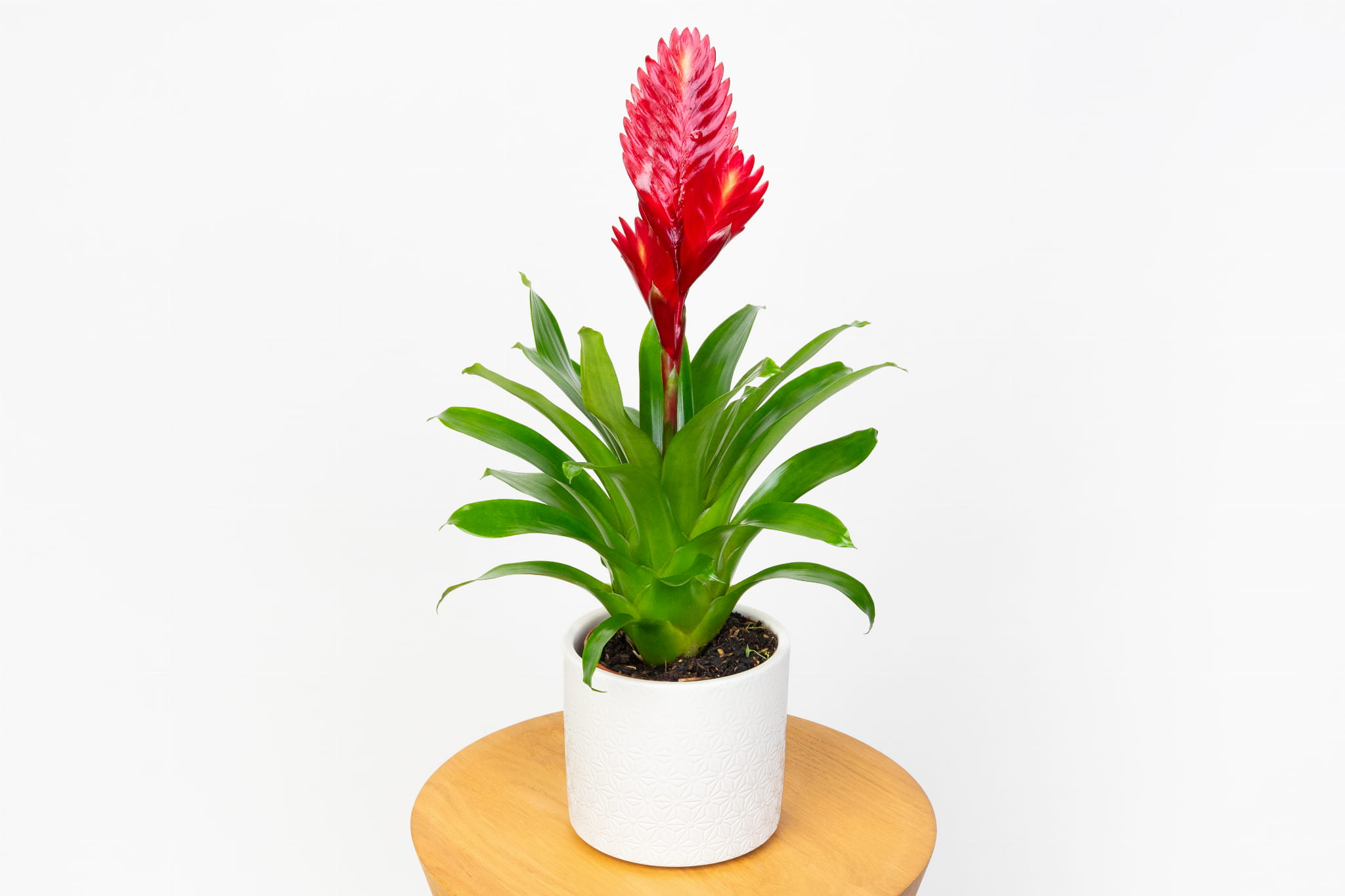 Frizea lśniąca - czerwona Vriesea Vogue Bromelia
