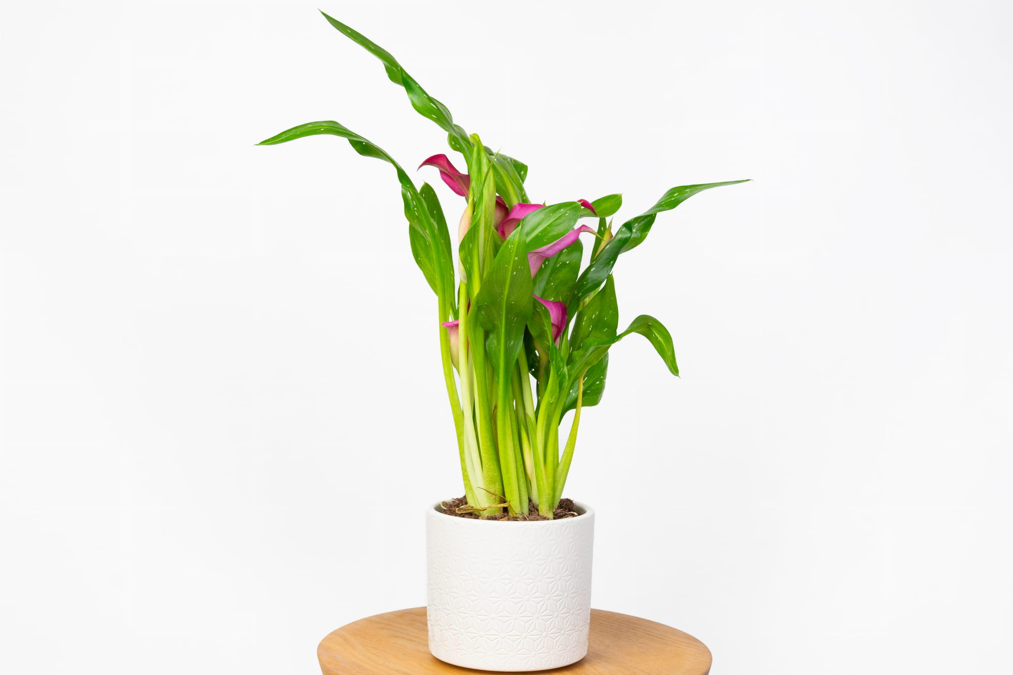 Cantedeskia Call Kalia  Kala (Rehmanna Zantedeschia)