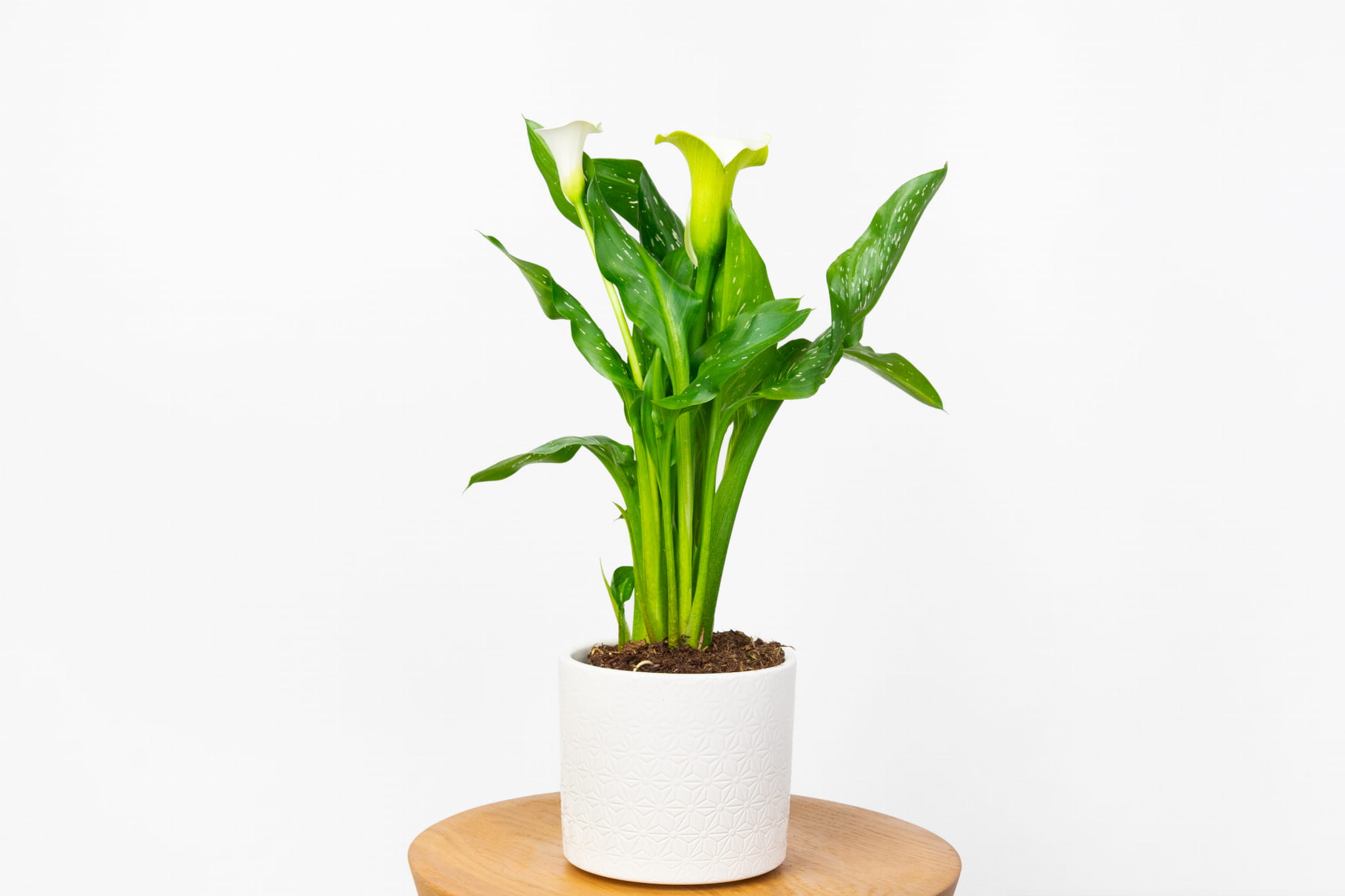 Kalia białokremowa Cala - (Zantedeschia albaomaculata)