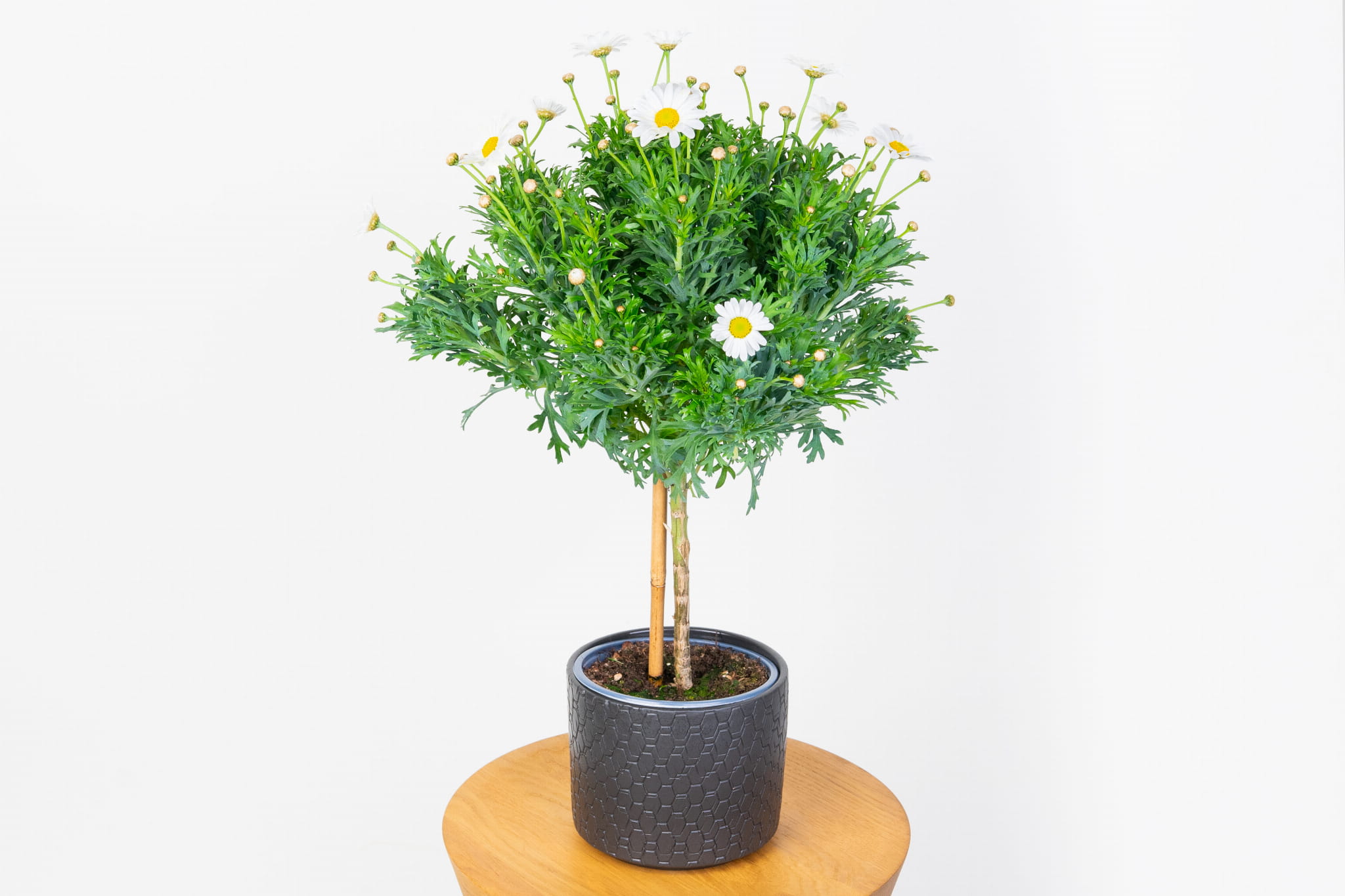 Margaretka biała Argyranthemum na Pniu