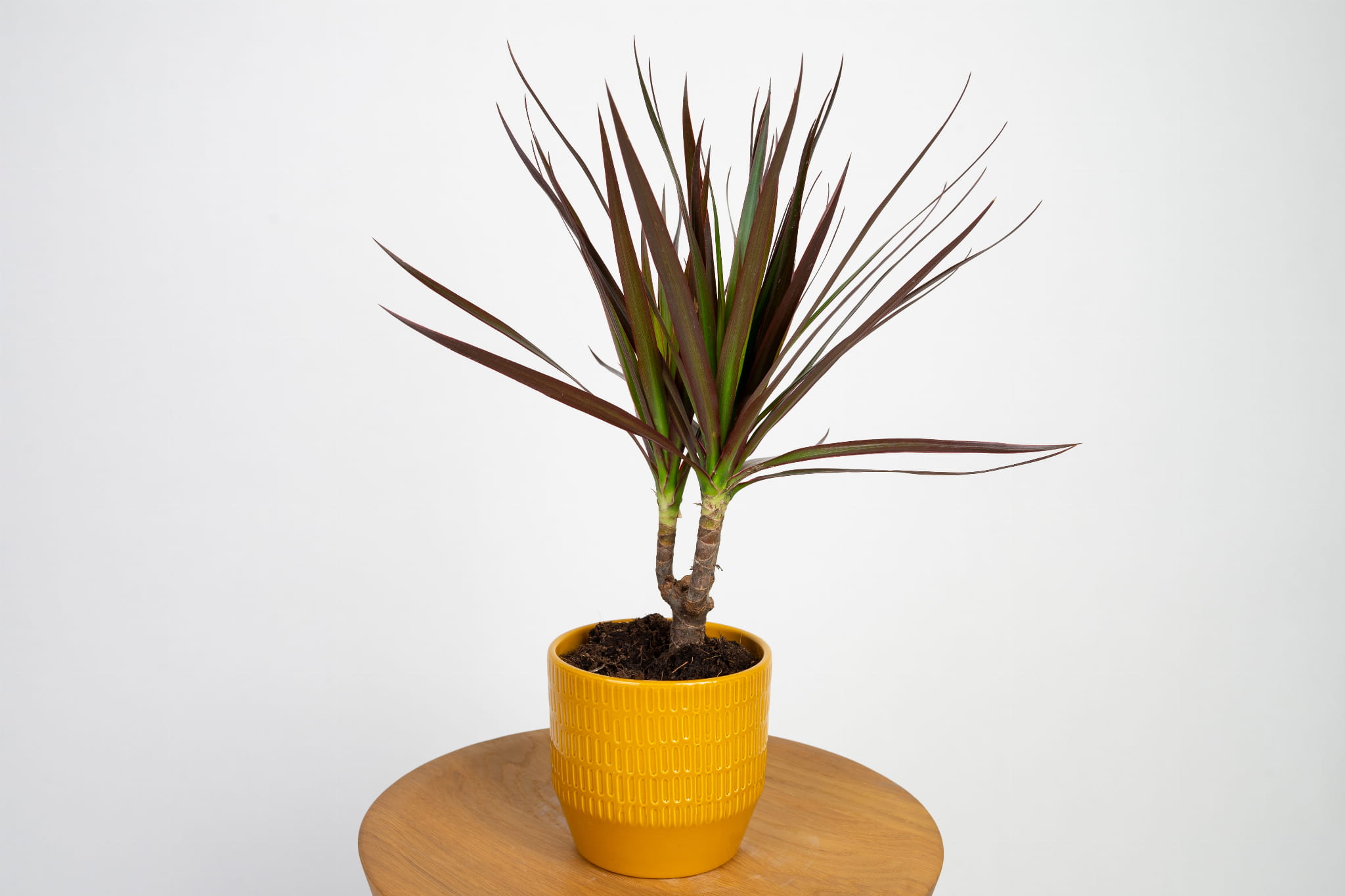 Dracaena marginata 'Magenta' (Dracena obrzeona) | Sklep z Rolinami -  Zielona Flora