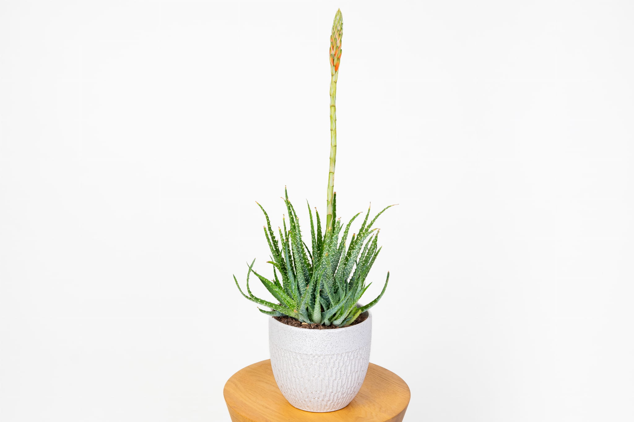 aloe vera gel 99 bio Bio Aloe Vera Gel 99% | natürliche Hautpflege main image 0