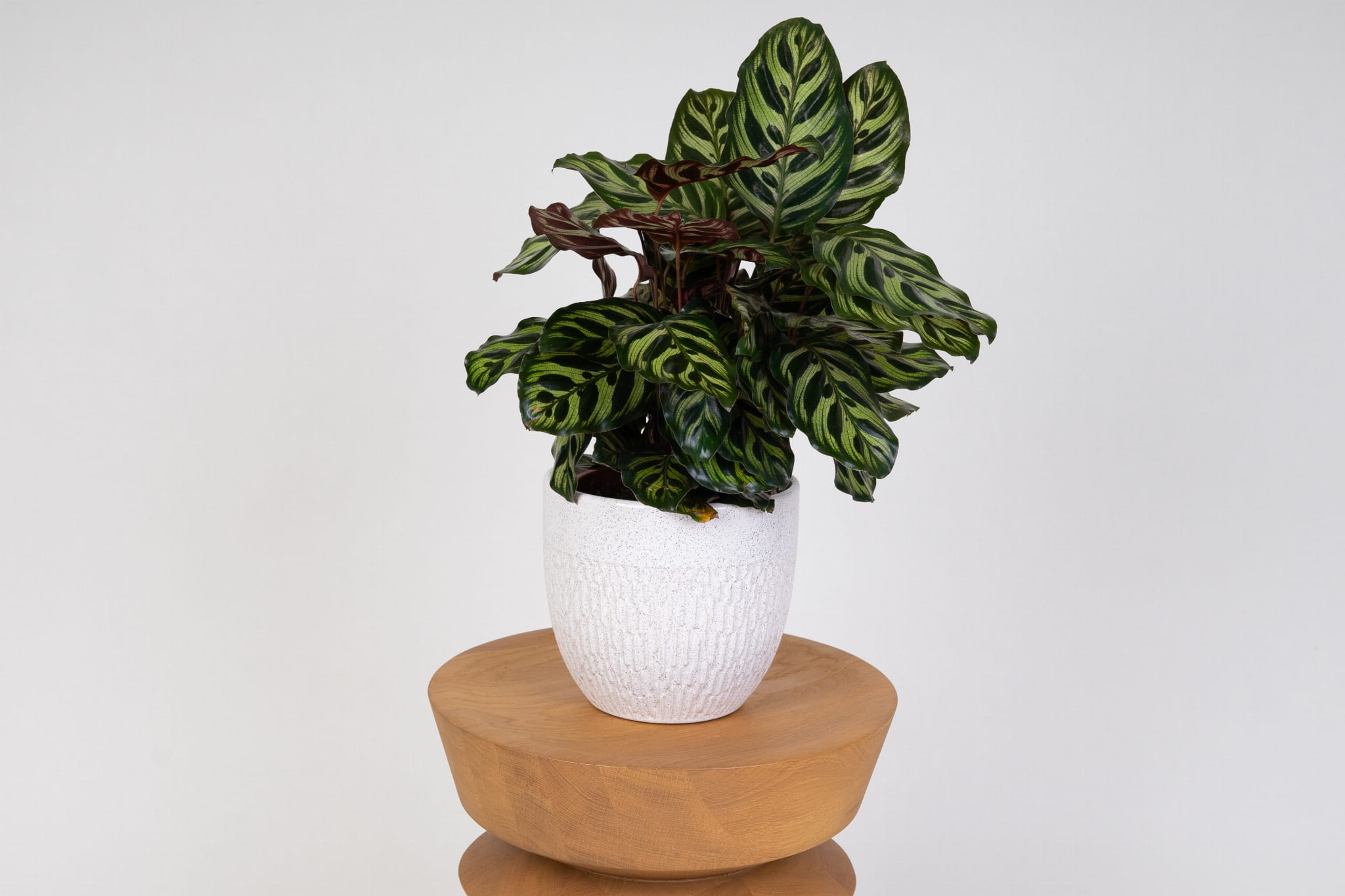 Kalatea Makoya (Calathea Makoyana)